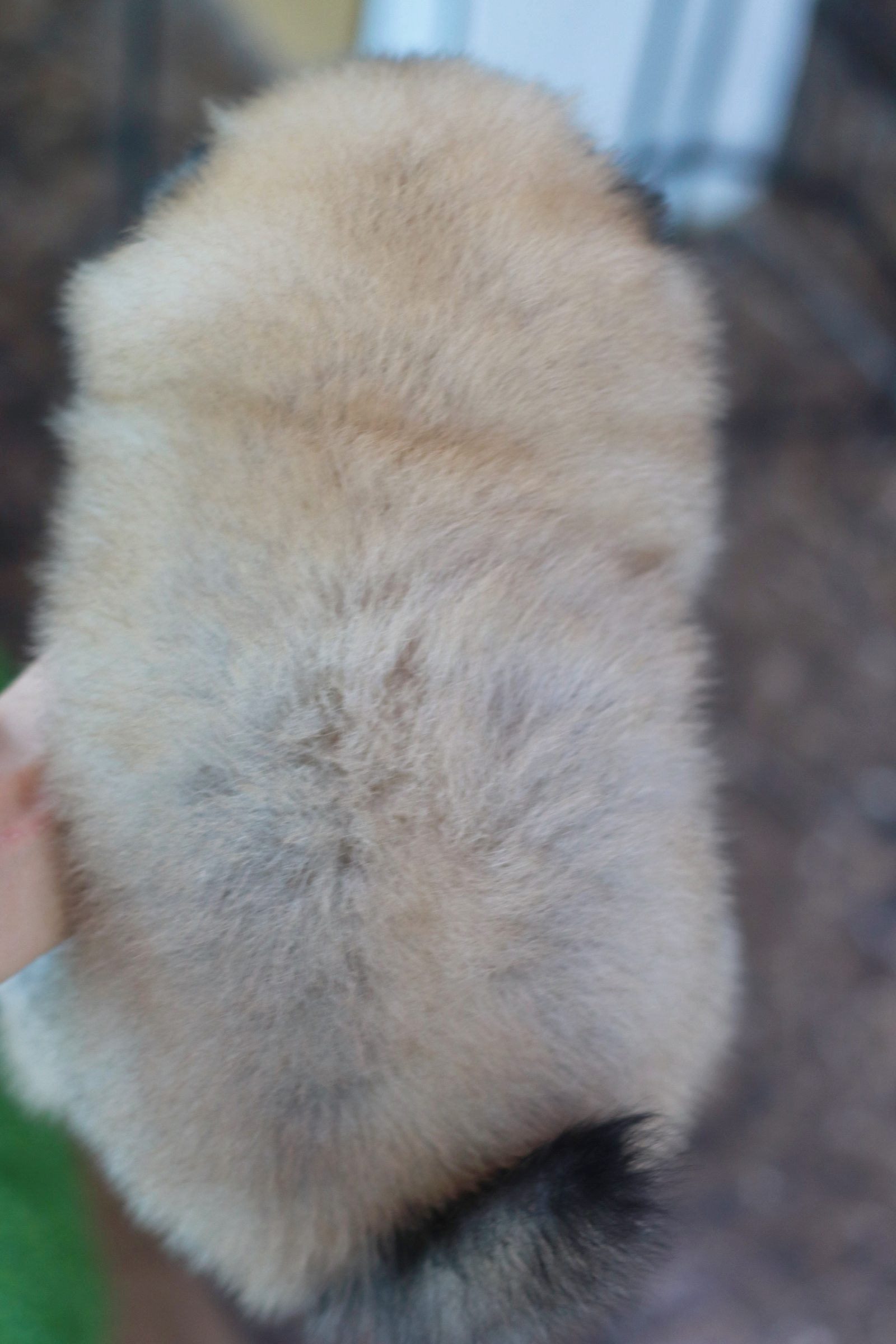 ปอมเมอเรเนียน เพศเมียสีส้ม