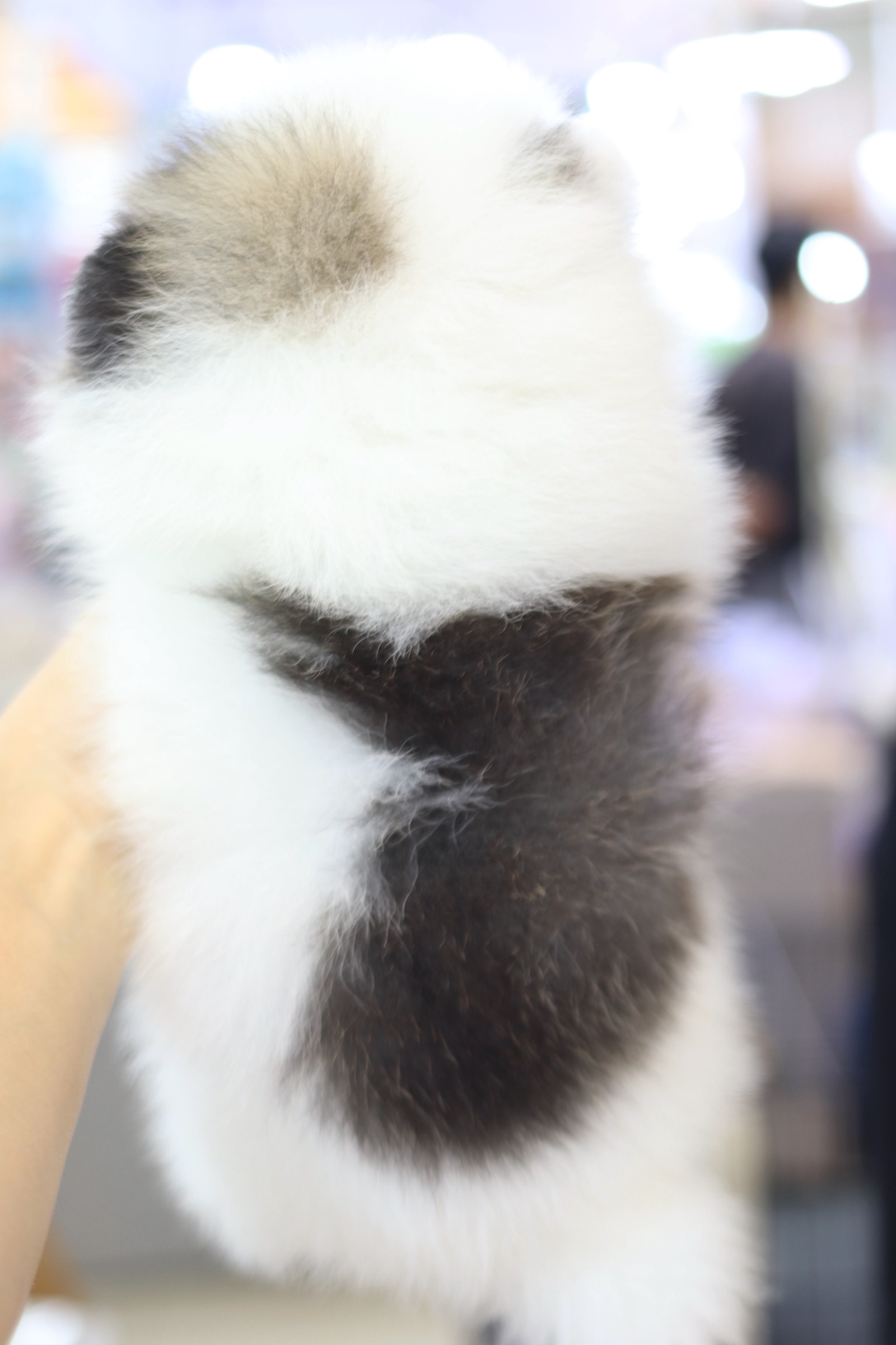 ปอมเมอเรเนียน เพศผู้สีแฟนซีเกรดโชว์