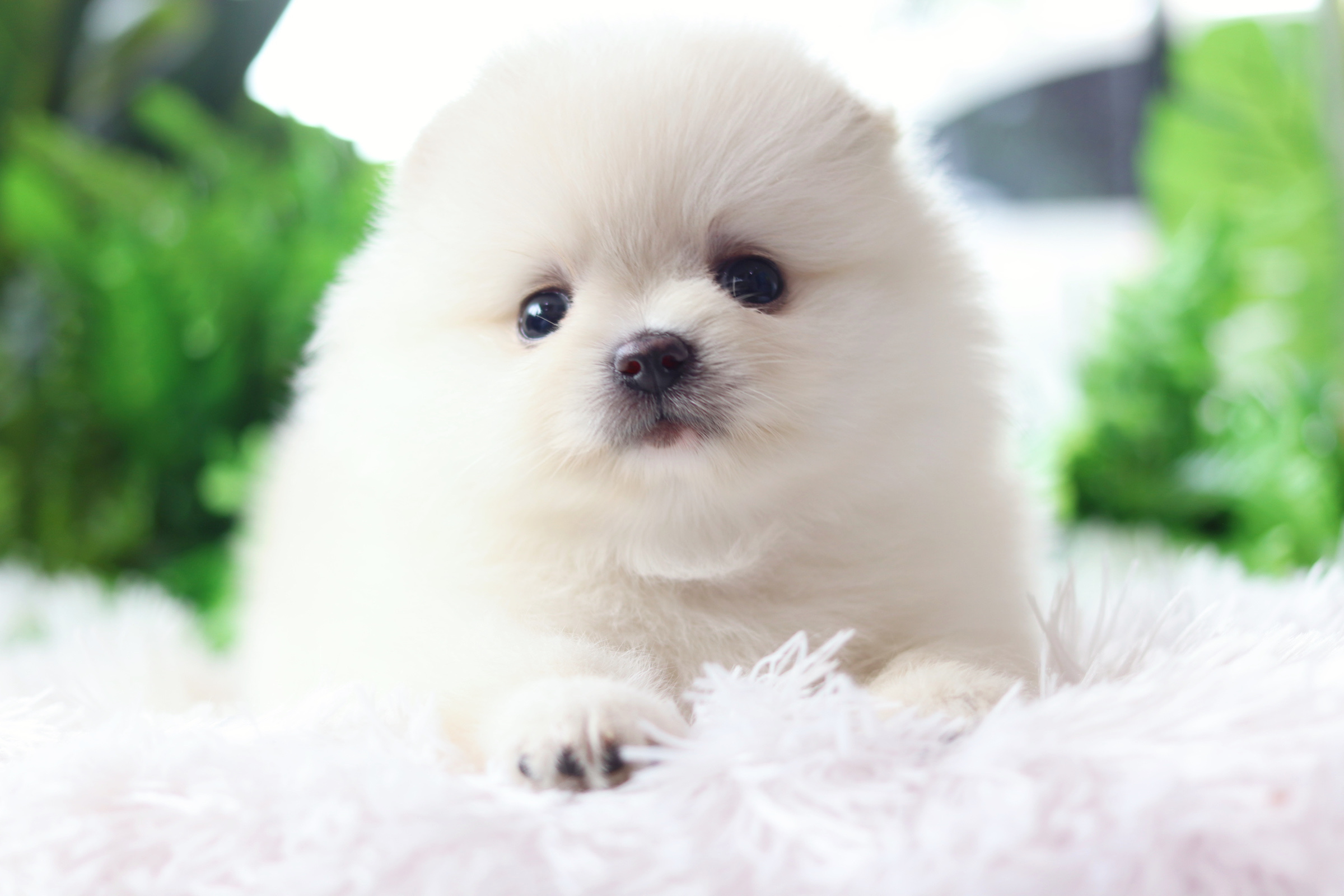 ปอมเมอเรเนียน เพศเมียสีขาวครีม