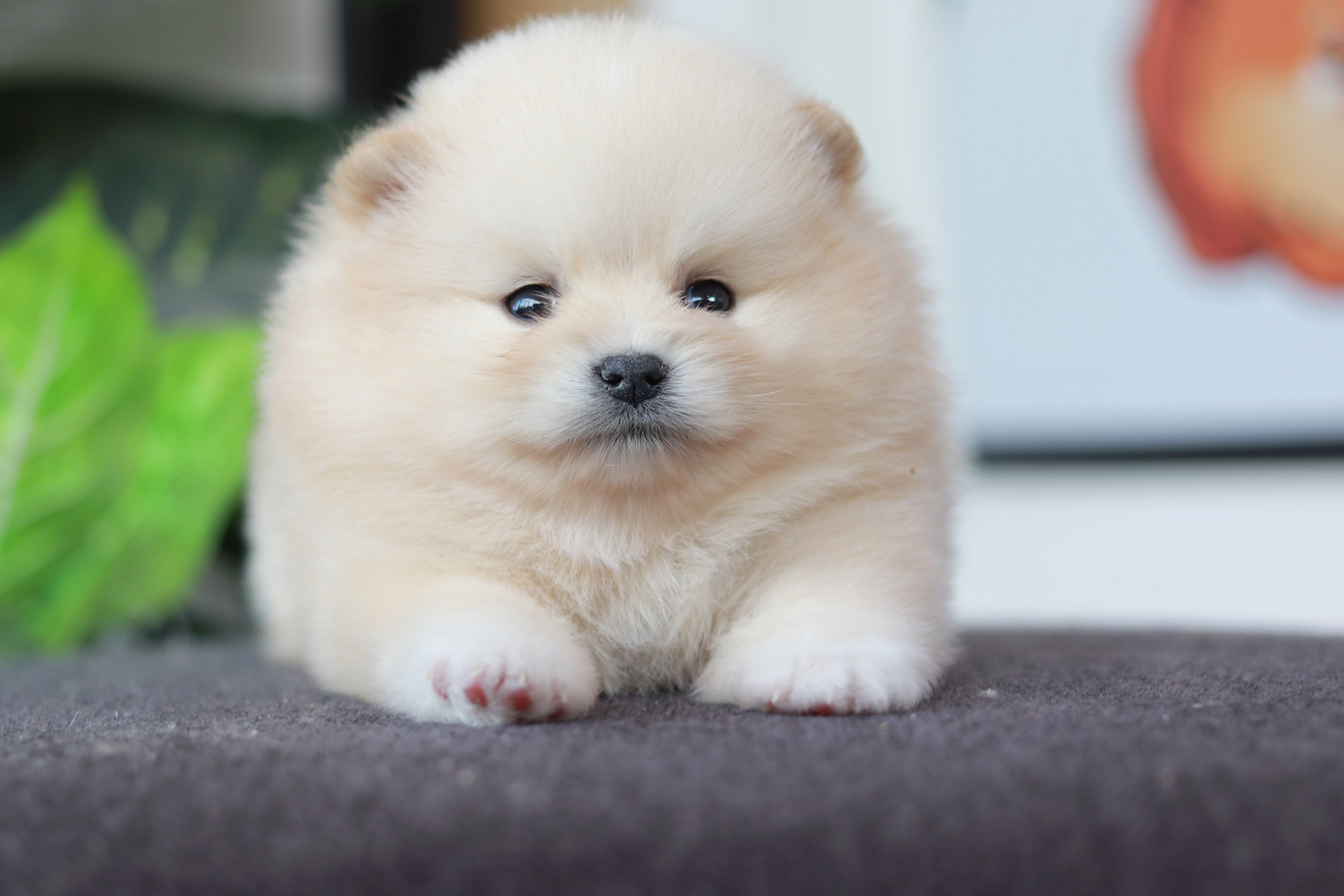 ปอมเมอเรเนียน เพศผู้