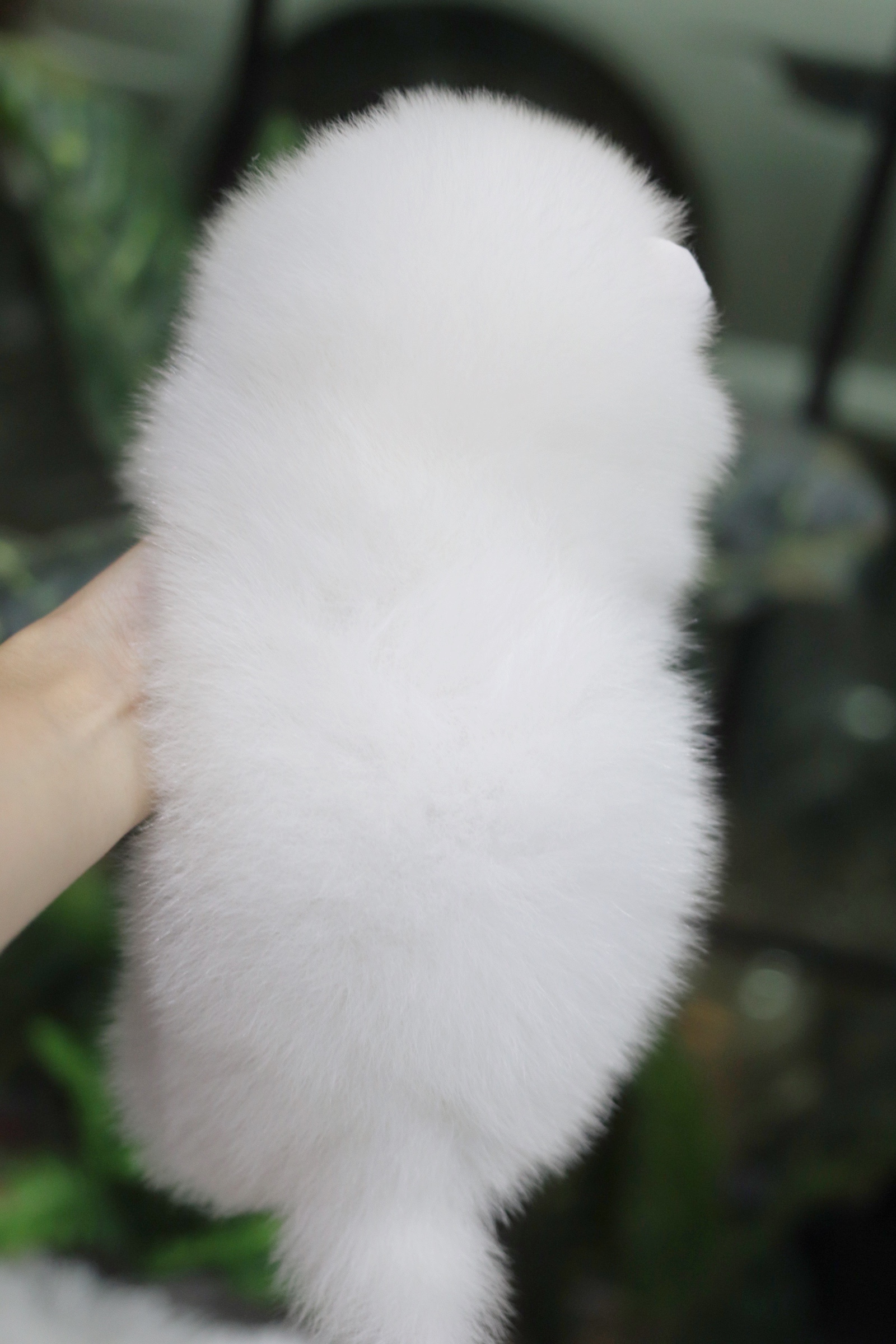 ปอมเมอเรเนียน เพศผู้ ขาวครีม