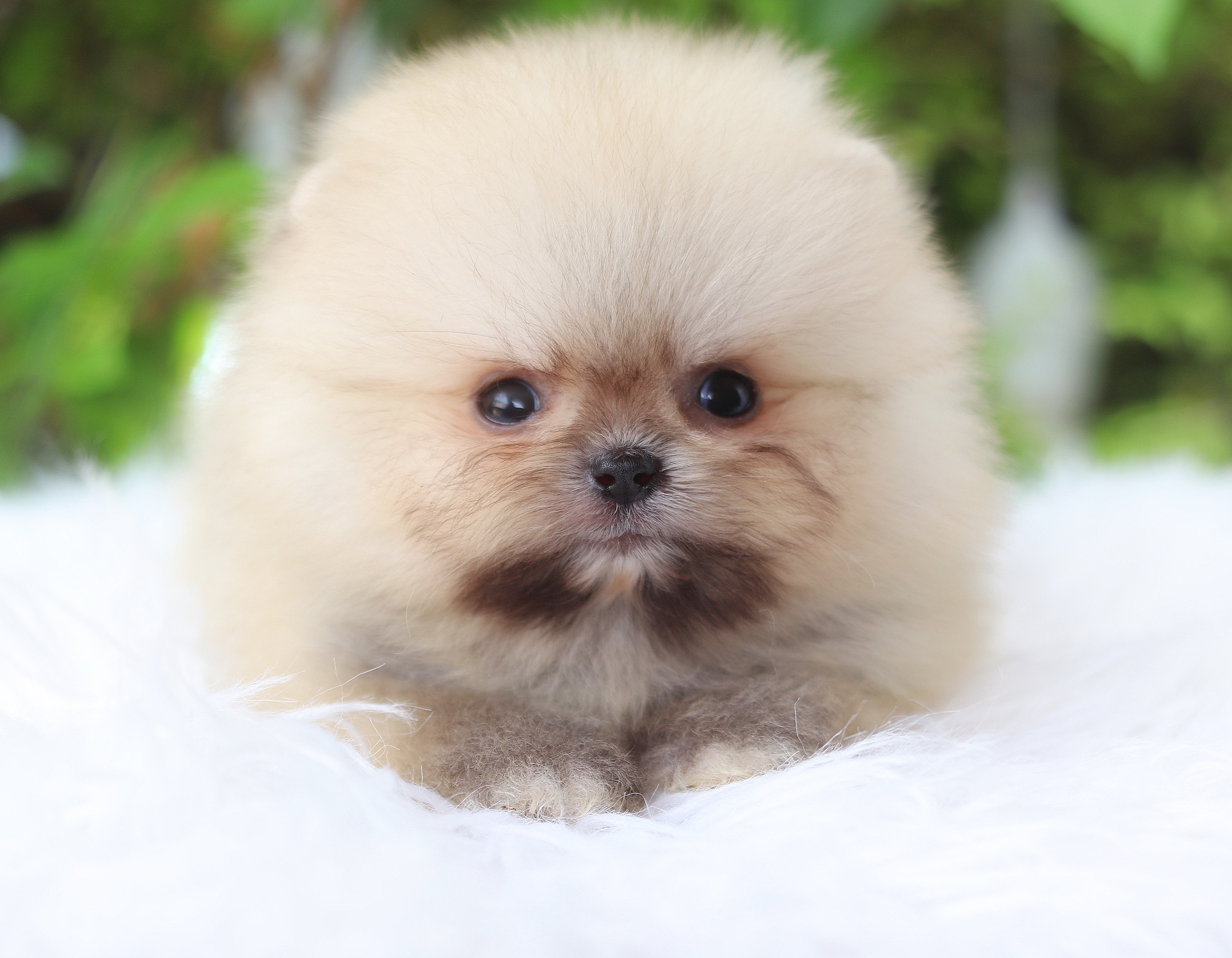 ปอมเมอเรเนียน เพศผู้สีส้ม เกรดโชว์ ทีคัพ