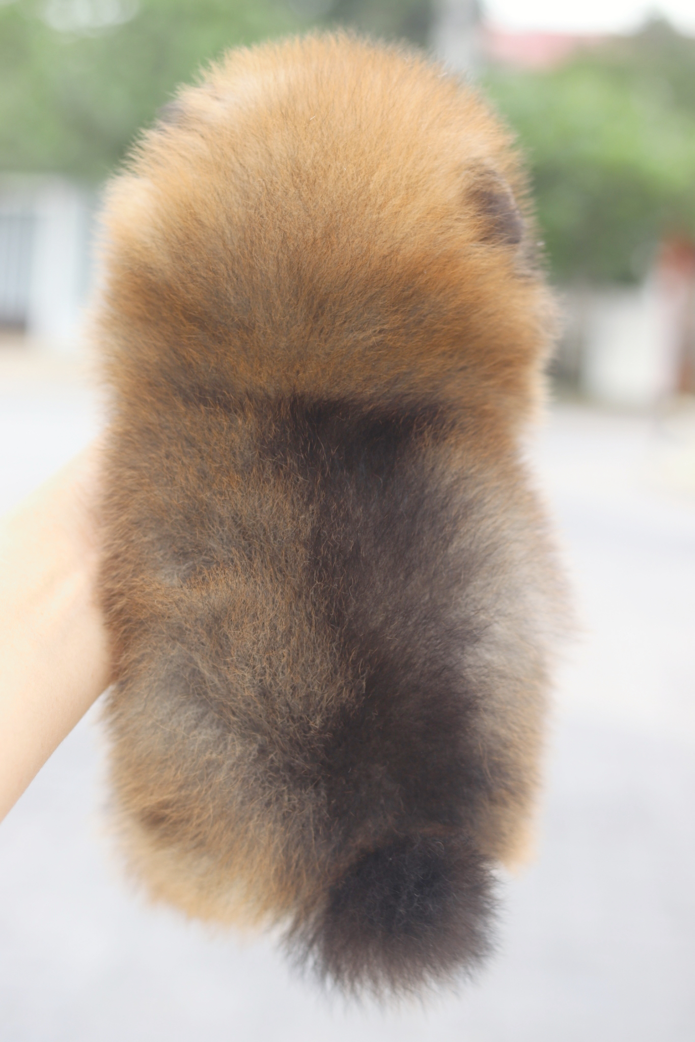 ปอมเมอเรเนียน เพศผู้สีส้มไซส์เล็ก