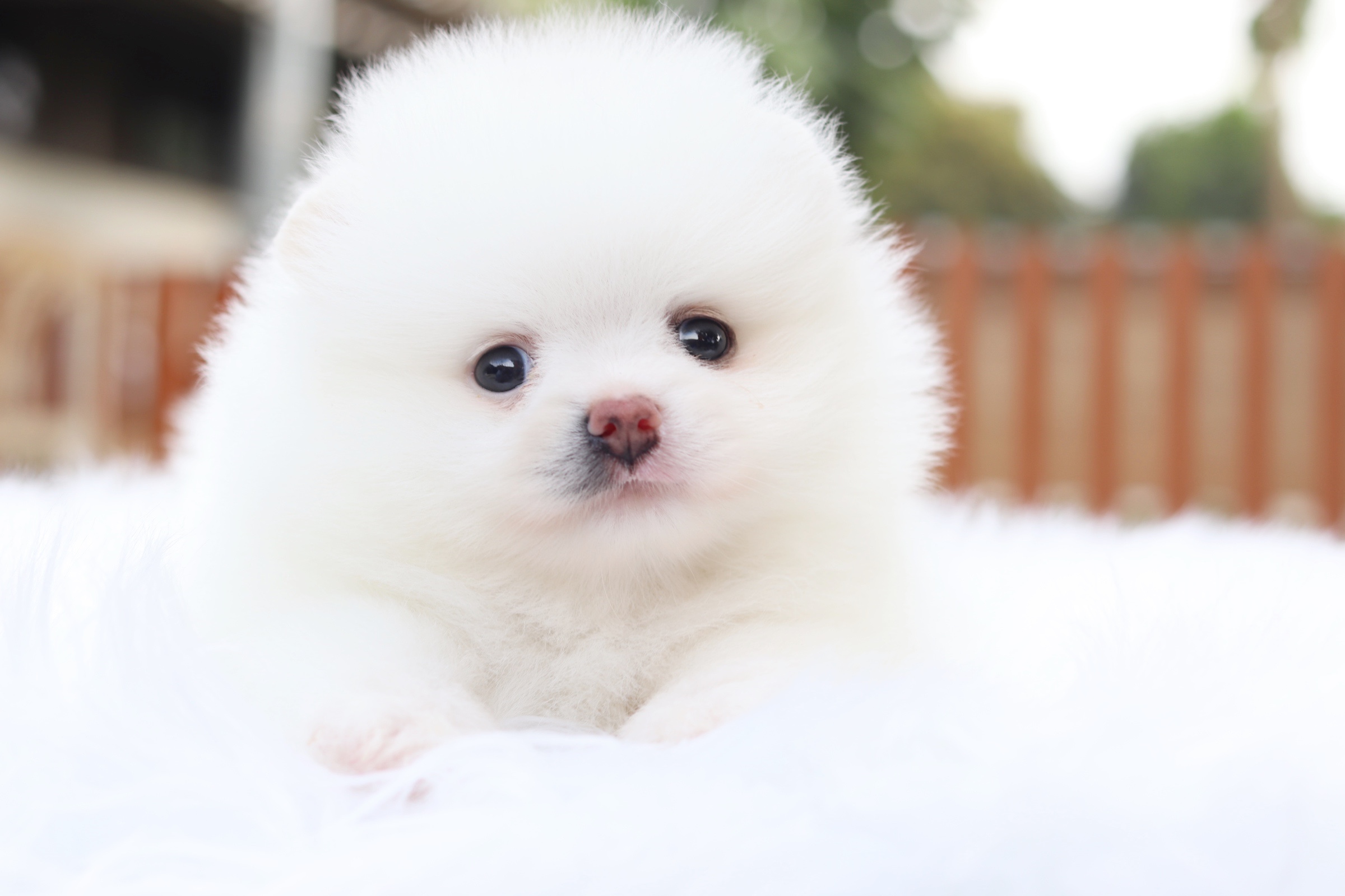 ปอมเมอเรเนียน เพศเมีย สีขาวครีม