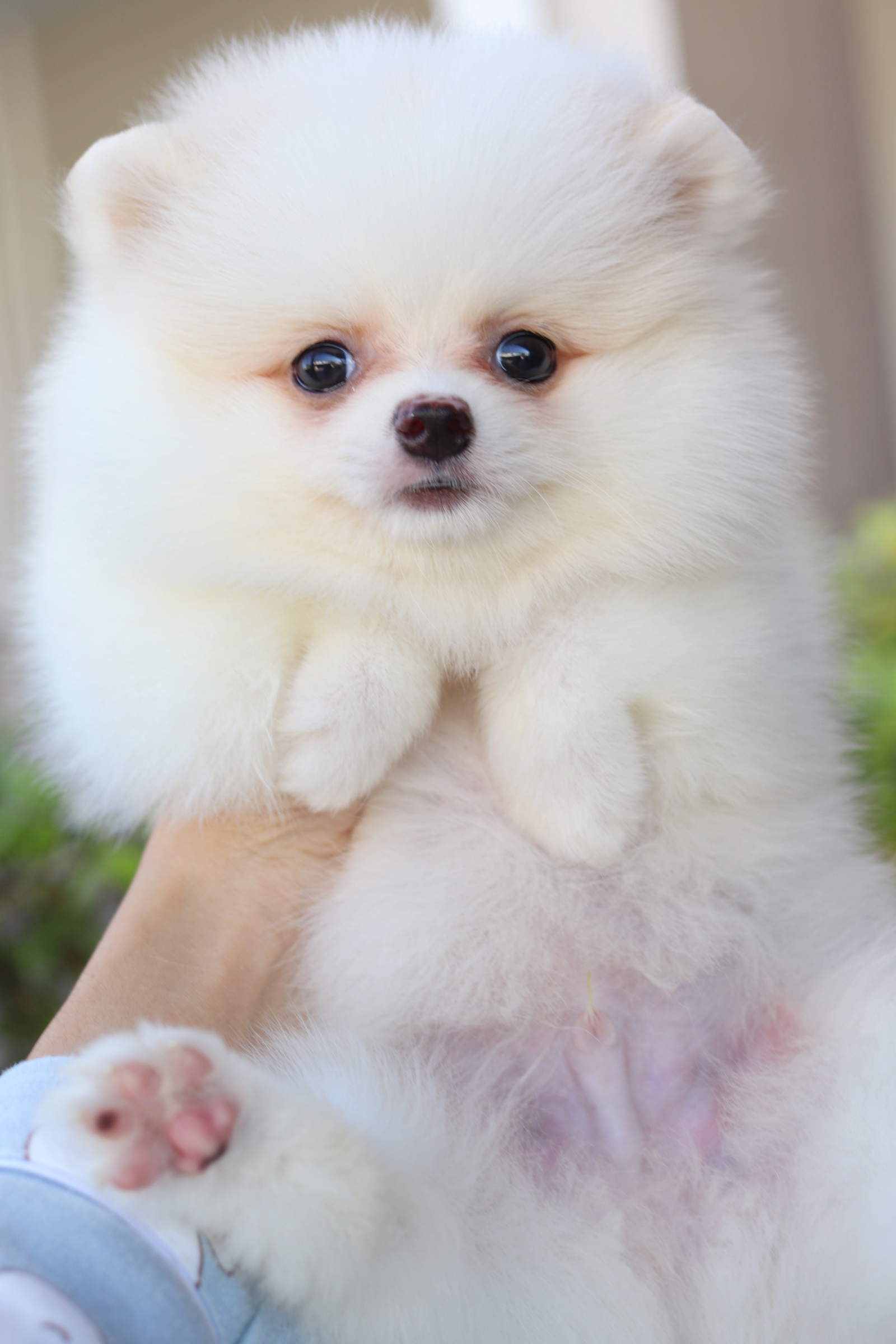 ปอมเมอเรเนียน เพศผู้สีขาวครีม