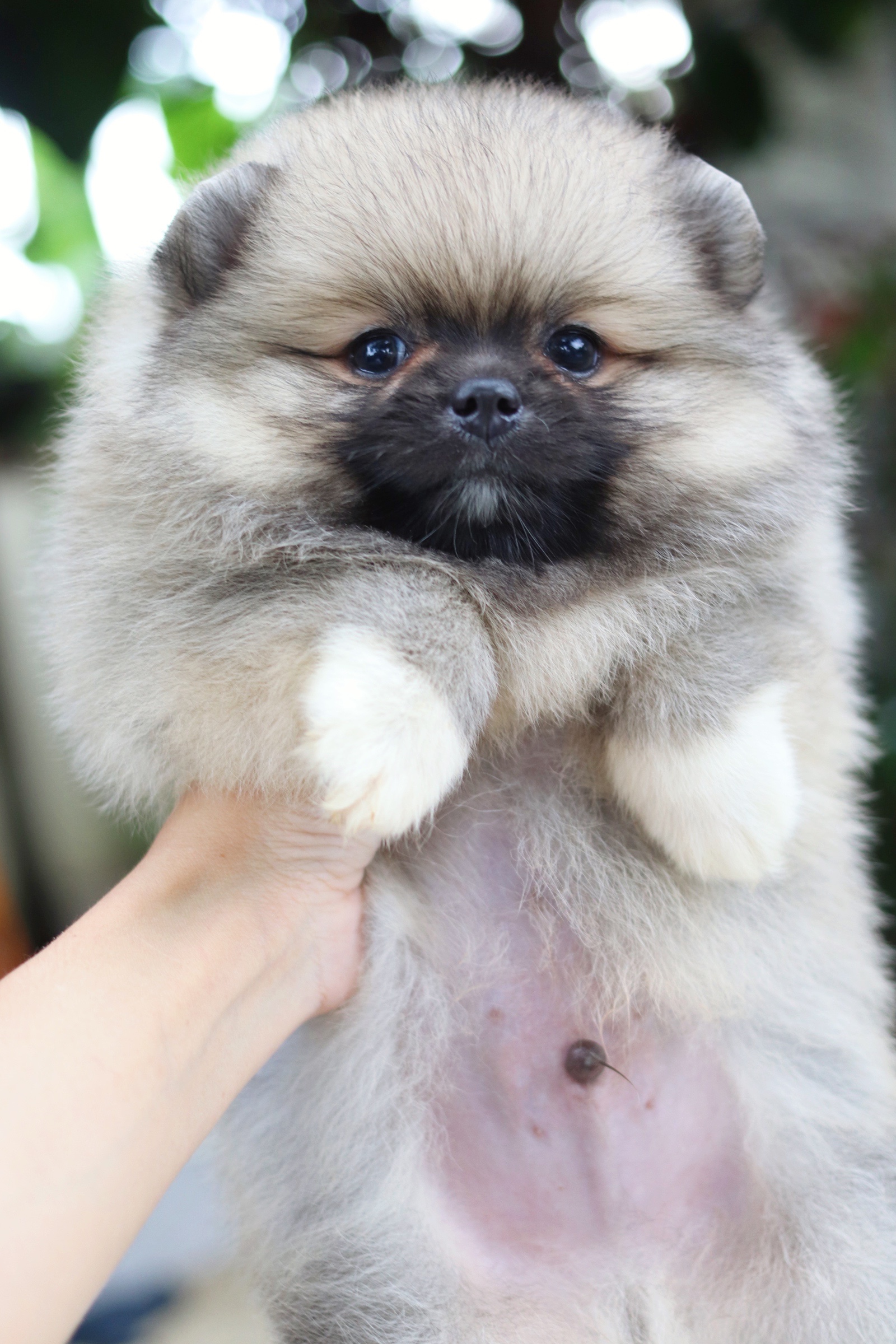 ปอมเมอเรเนียน เพศผู้ สีส้ม