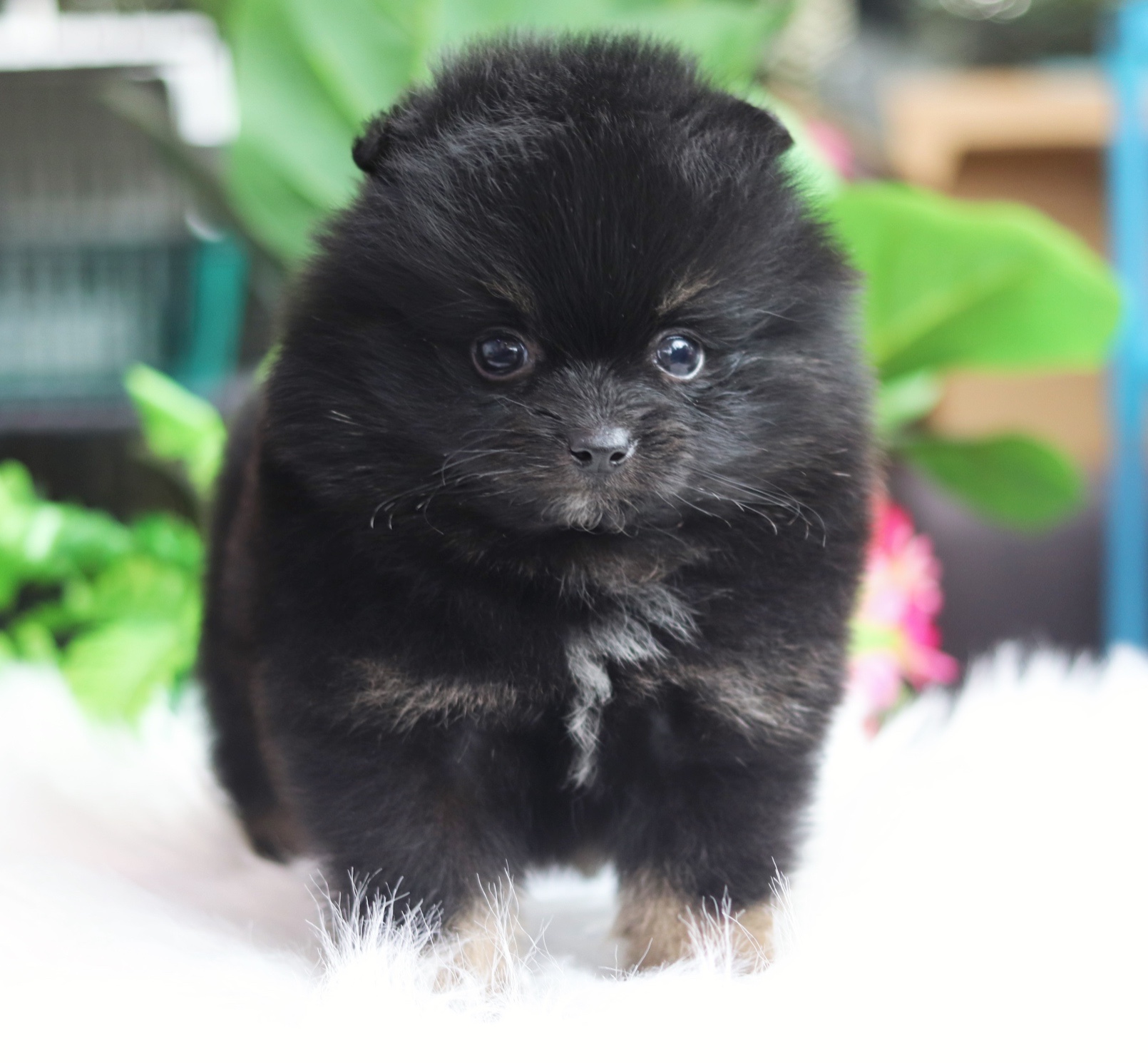 ปอมเมอเรเนียน เพศผู้ สีแบล็คแทน