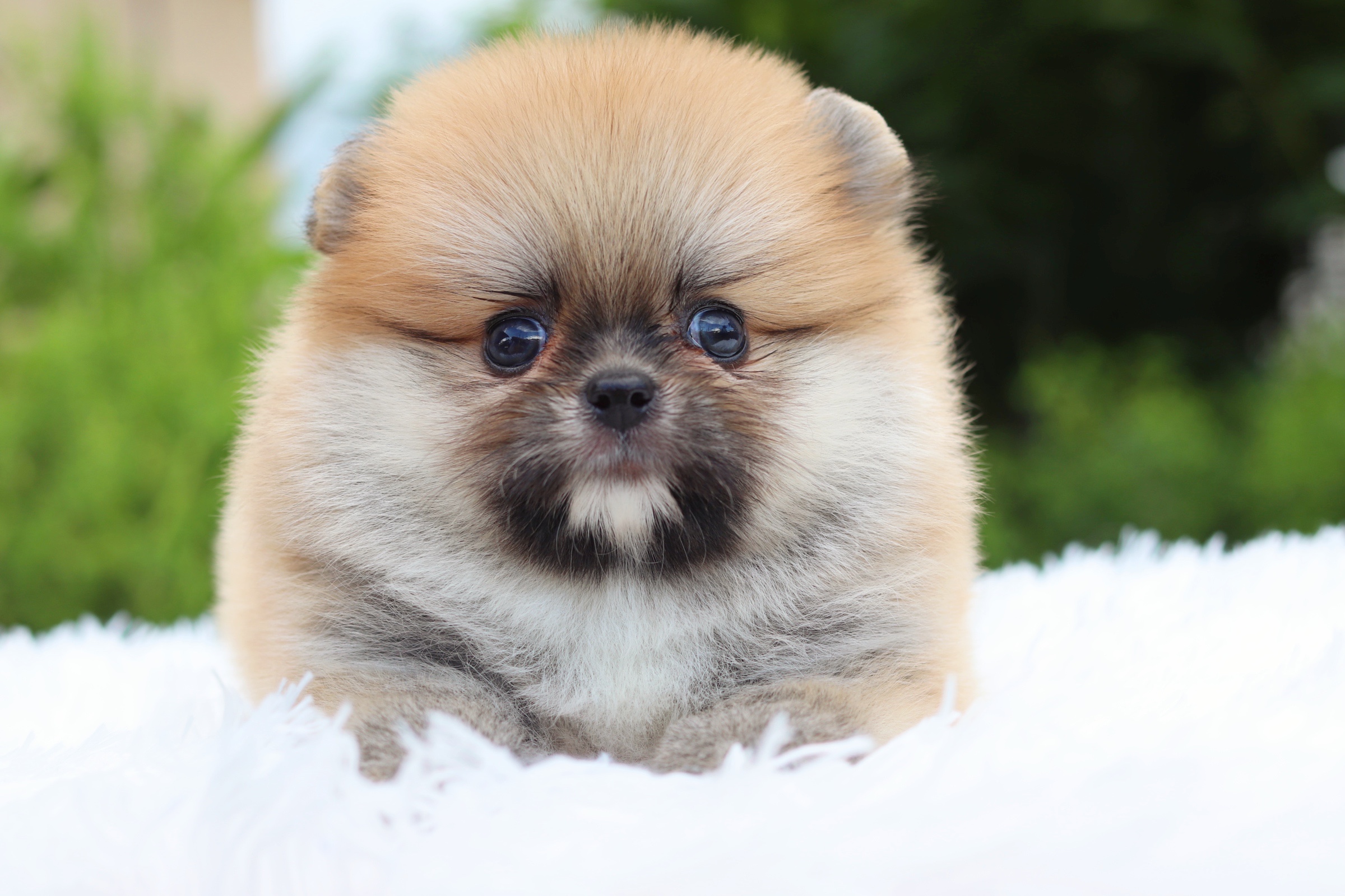 ปอมเมอเรเนียน เพศผู้ สีส้ม