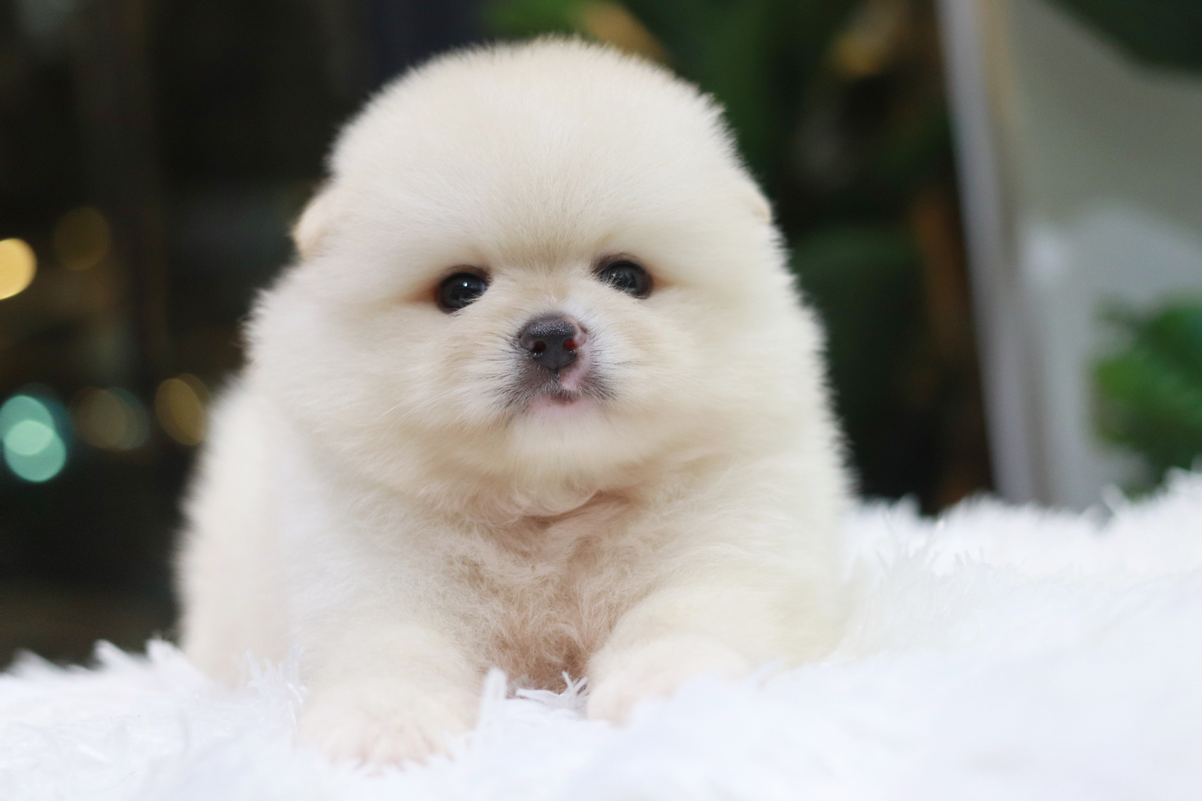 ปอมเมอเรเนียน เพศผู้ สีขาวครีมไซส์ปกติ หน้าฟ็อก