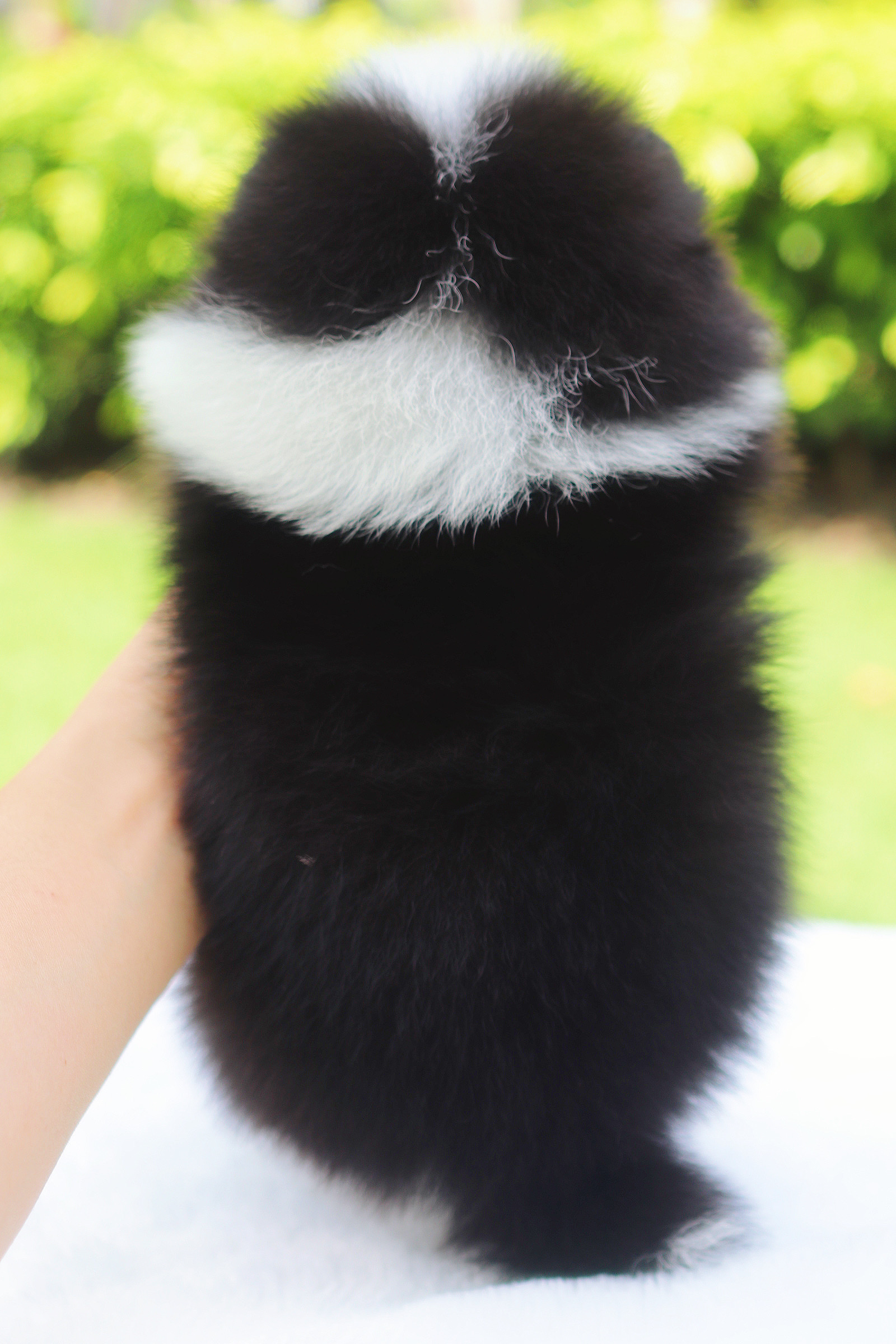 ปอมเมอเรเนียน เพศผู้ สีไตรคัลเลอร์ เกรดโชว์