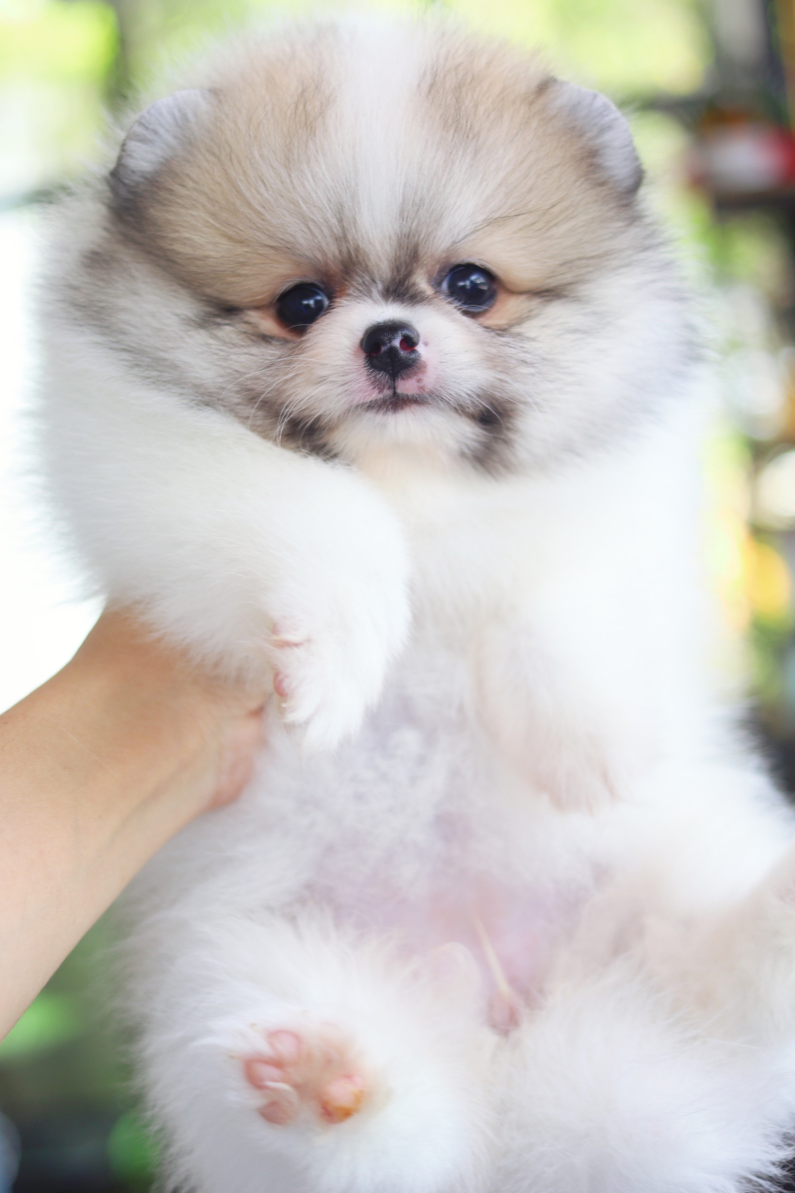 ปอมเมอเรเนียน เพศเมีย สีแฟนซี