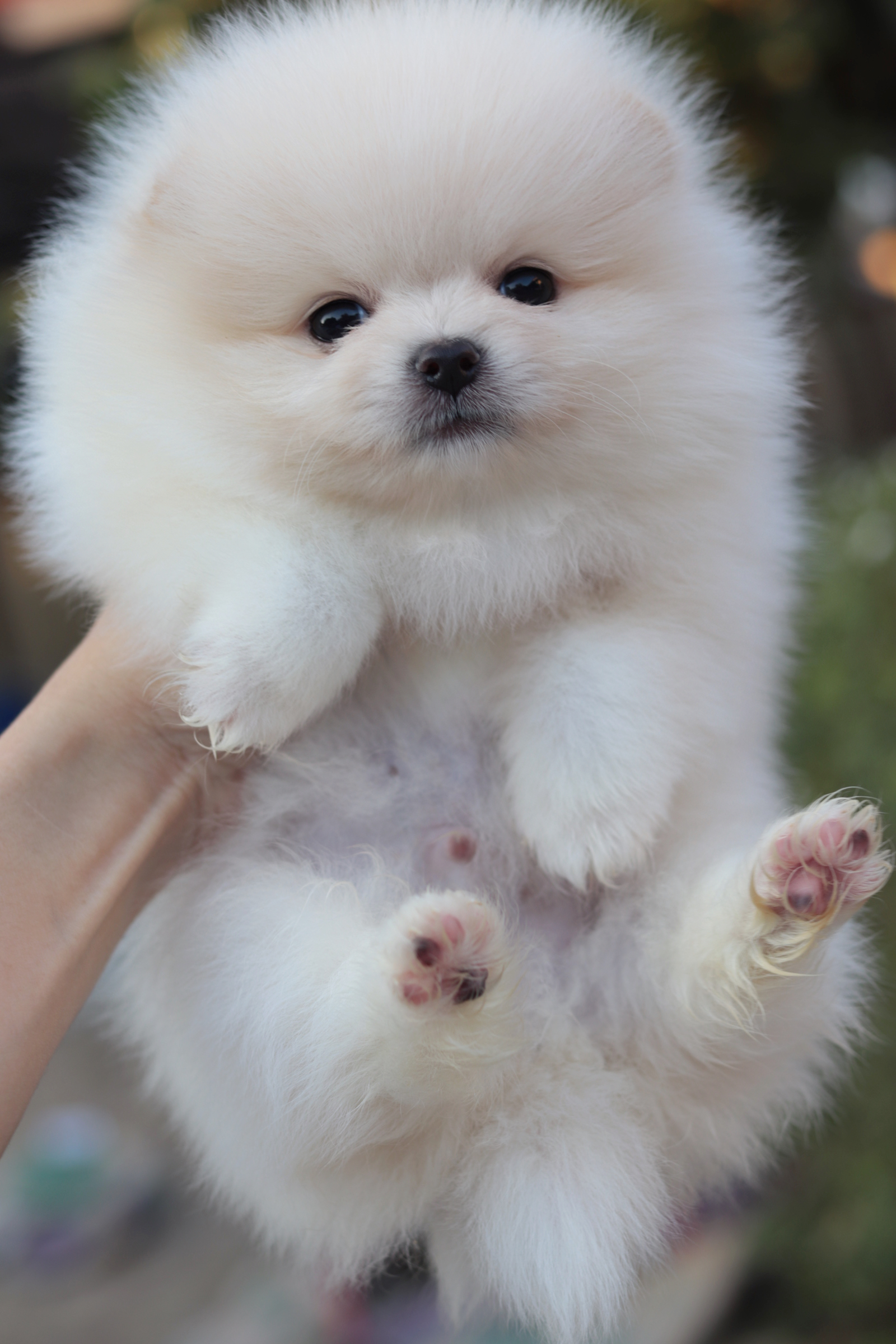 ปอมเมอเรเนียน เพศผู้ สีขาวครีม หน้าตุ๊กตา