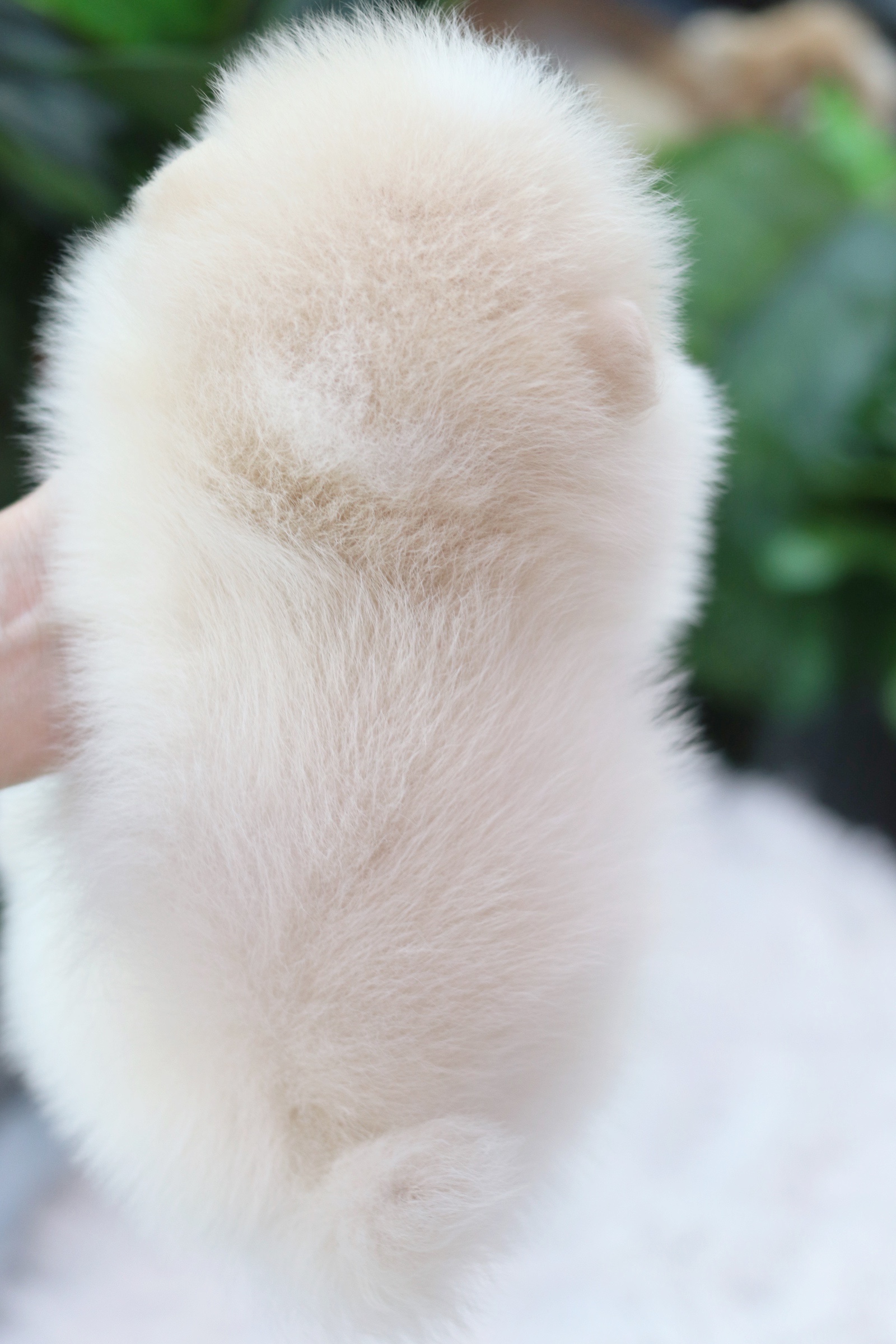 ปอมเมอเรเนียน เพศผู้สีขาวครีม