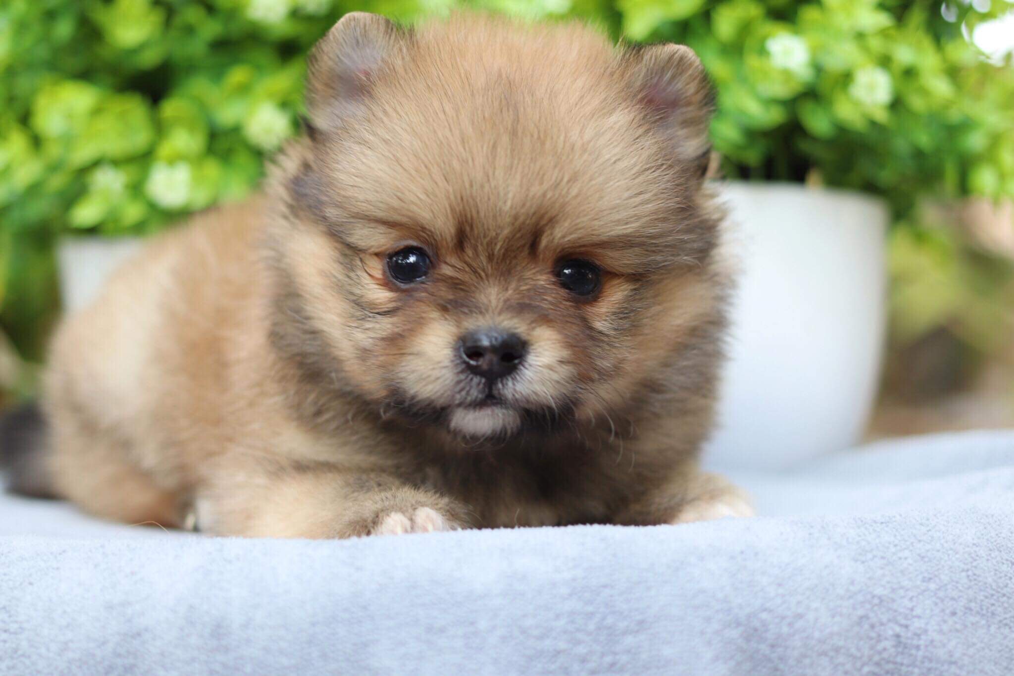 ปอมเมอเรเนียน เพศเมีย