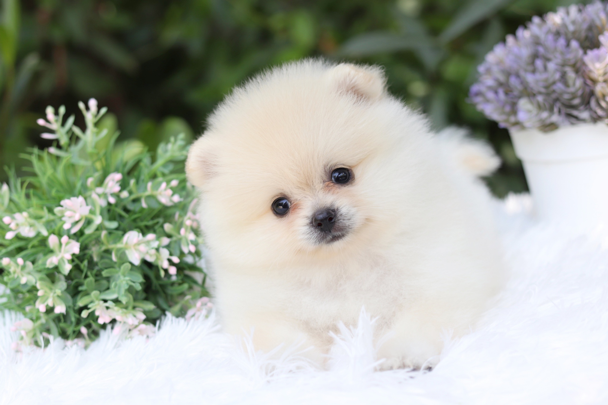 ปอมเมอเรเนียน เพศเมียขาวครีม