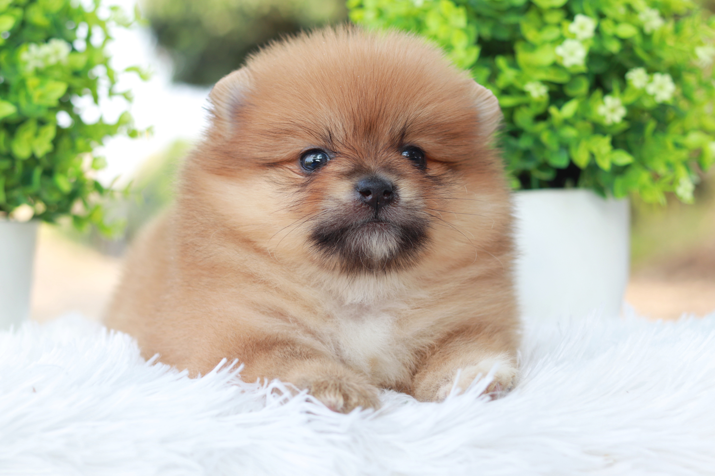 ปอมเมอเรเนียน เพศผู้