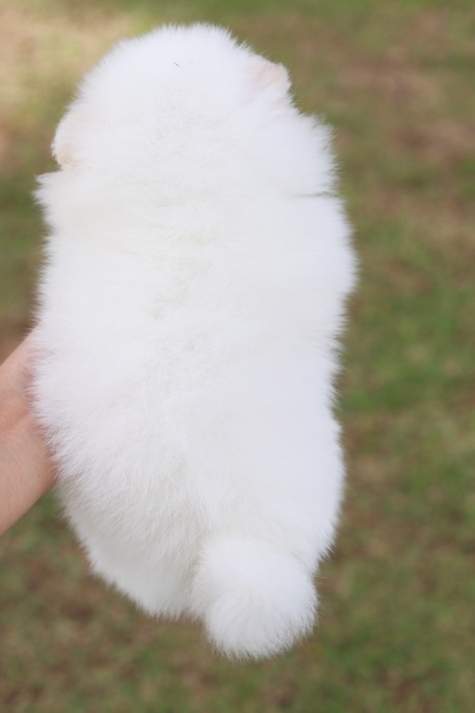 ปอมเมอเรเนียน เพศผู้ สีขาวครีม