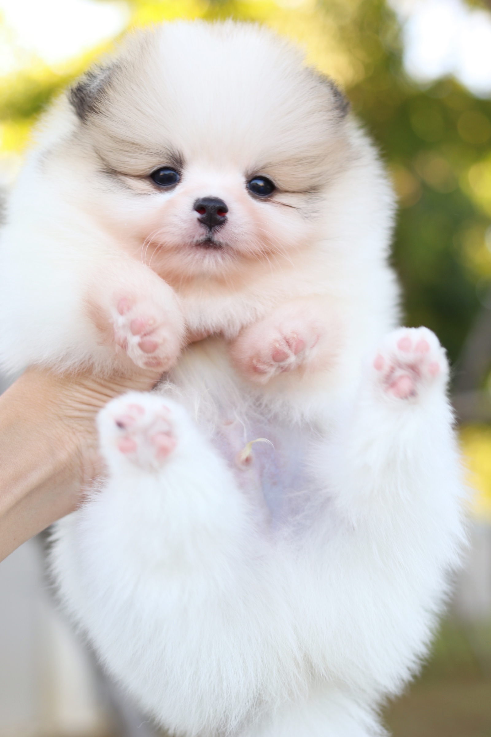 ปอมเมอเรเนียน เพศผู้ สีแฟนซี เกรดโชว์