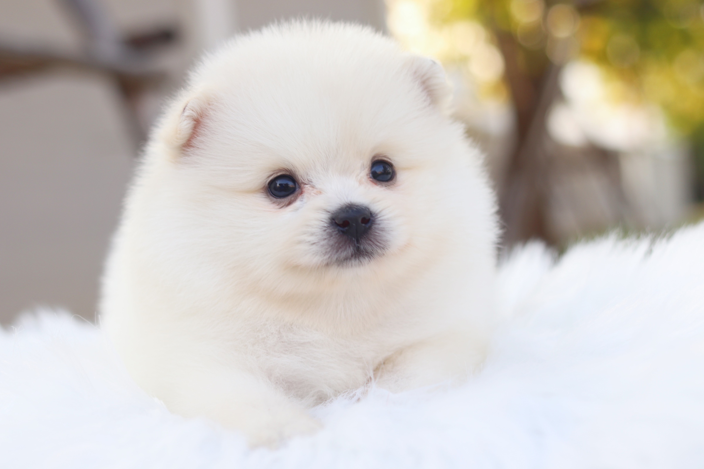 ปอมเมอเรเนียน เพศเมียสีขาวครีม