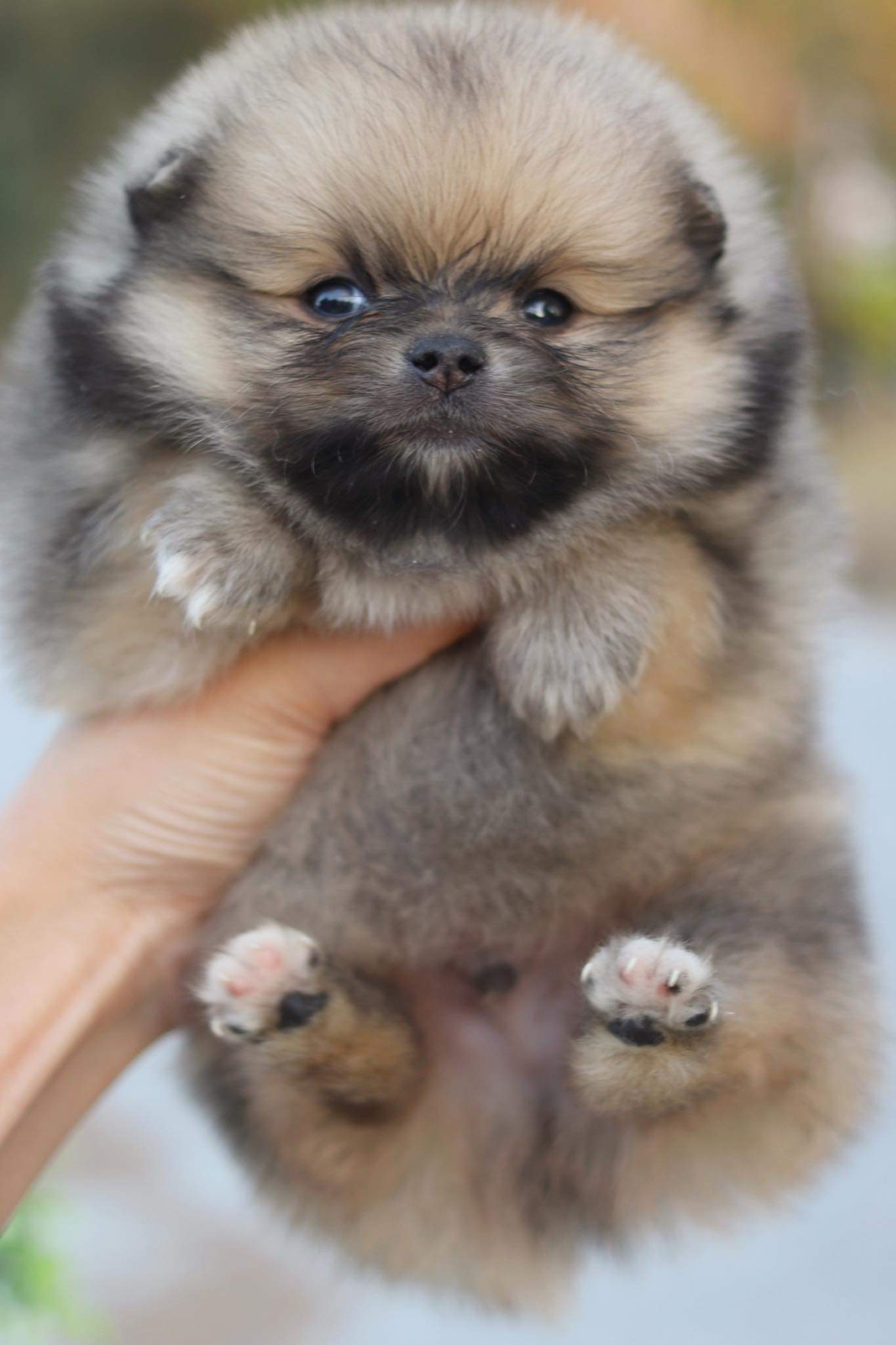 ปอมเมอเรเนียน เพศผู้