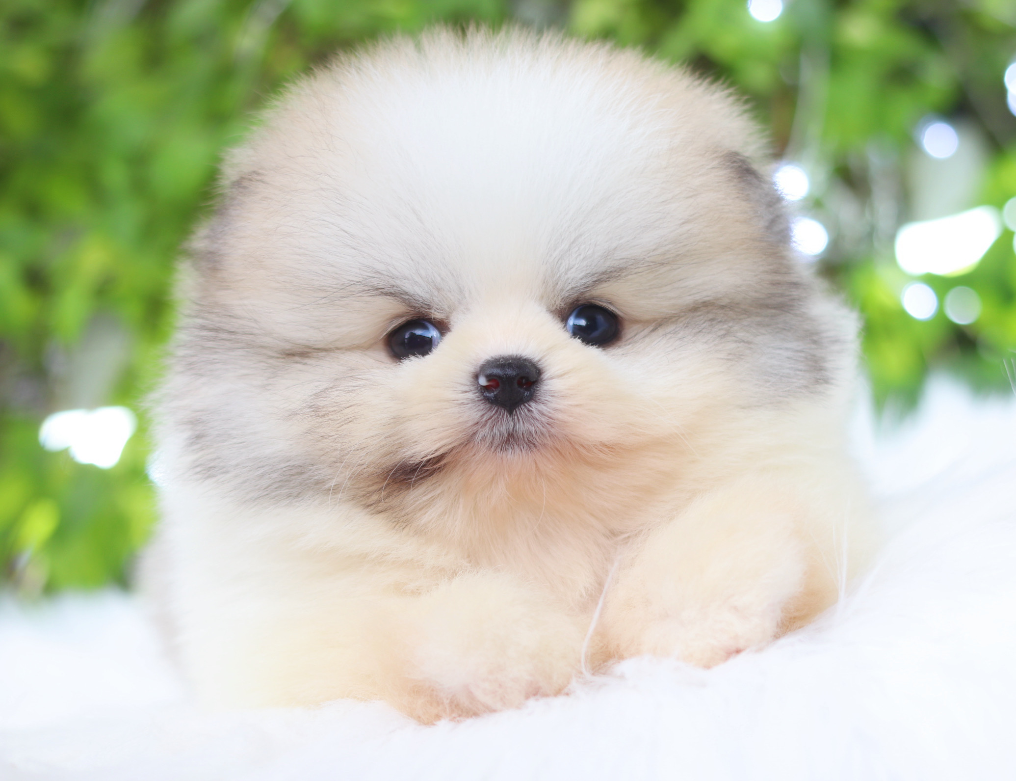 ปอมเมอเรเนียน เพศผู้ สีแฟนซี เกรดโชว์