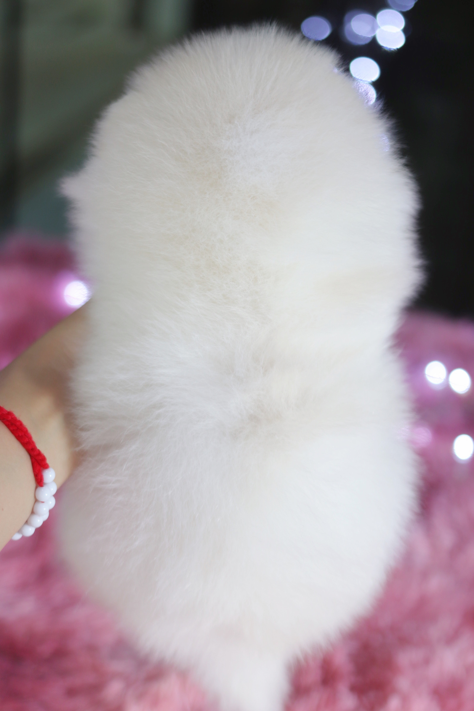 ปอมเมอเรเนียน เพศผู้ สีขาวครีม