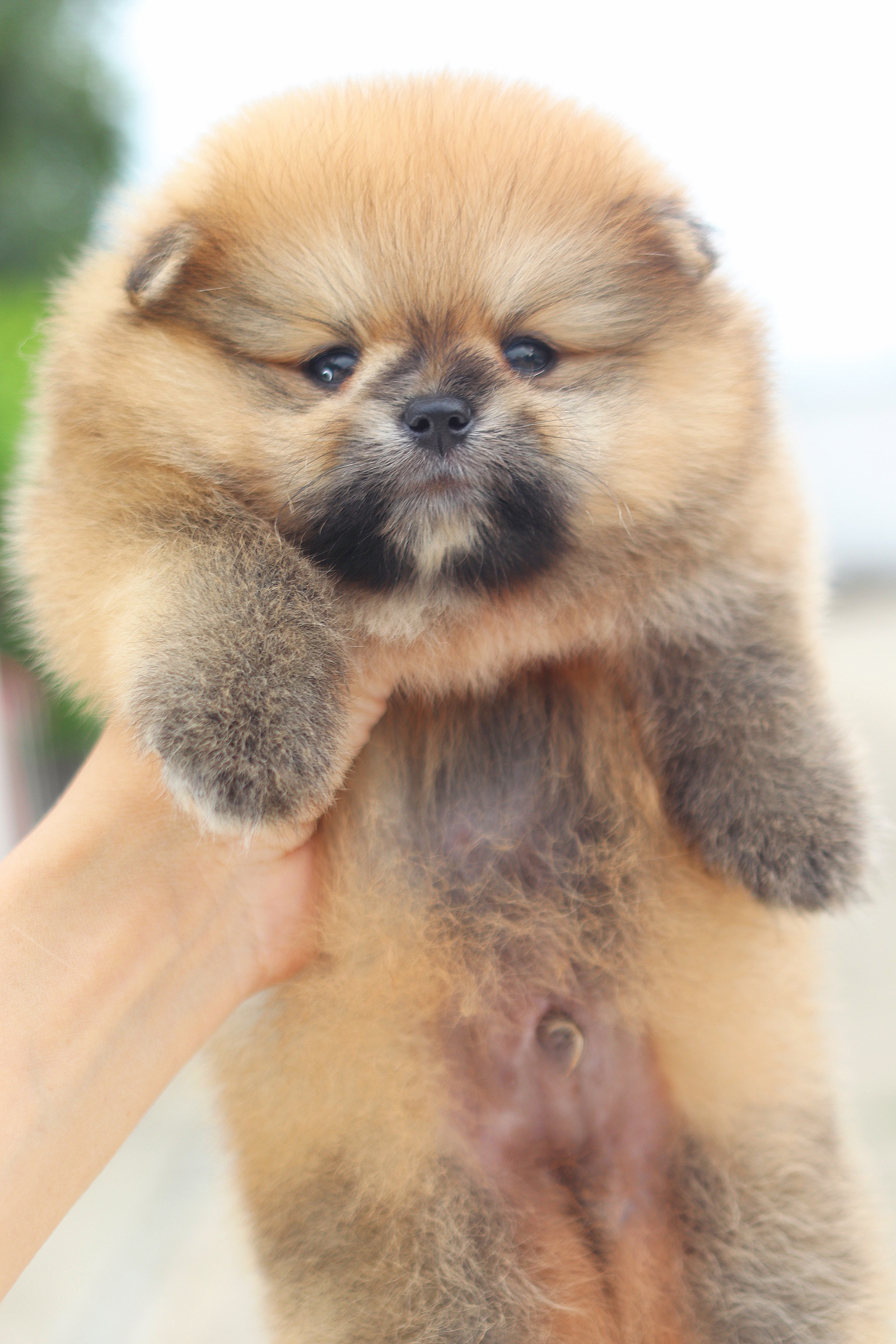 ปอมเมอเรเนียน เพศผู้ สีส้ม