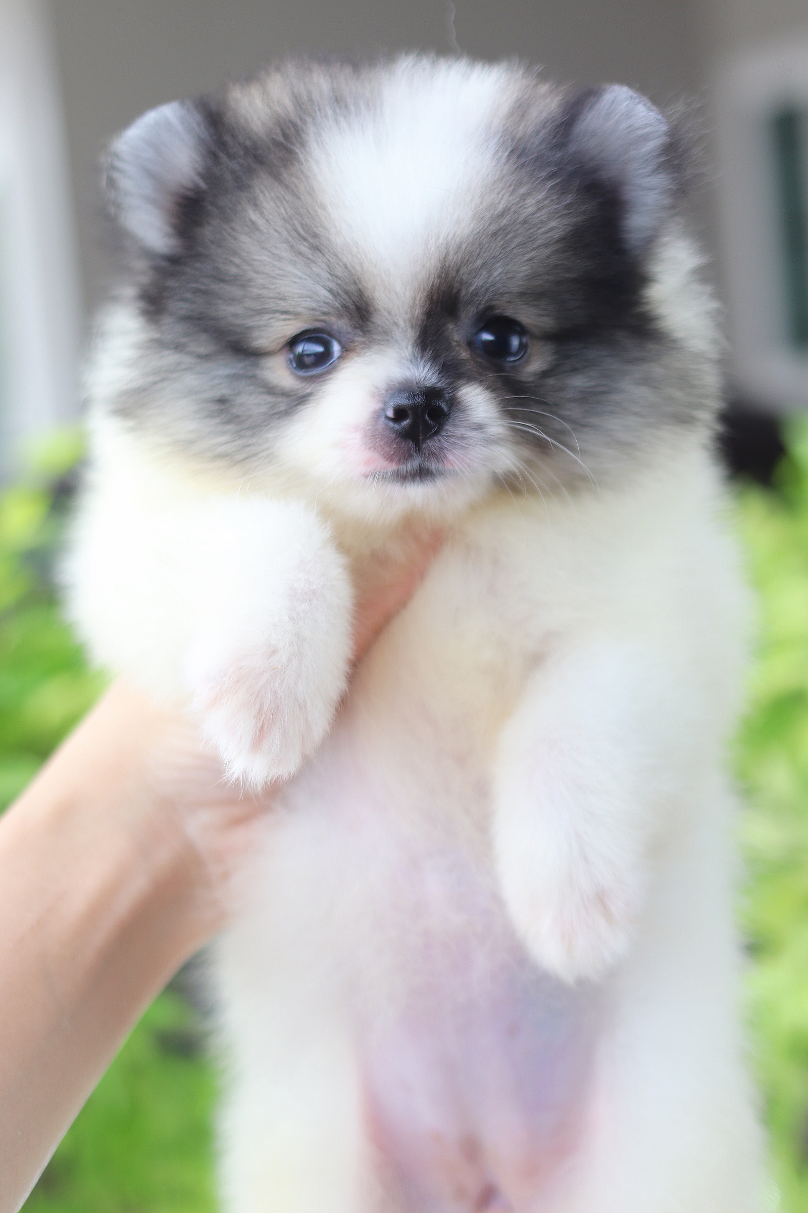 ปอมเมอเรเนียน เพศเมียแฟนซี