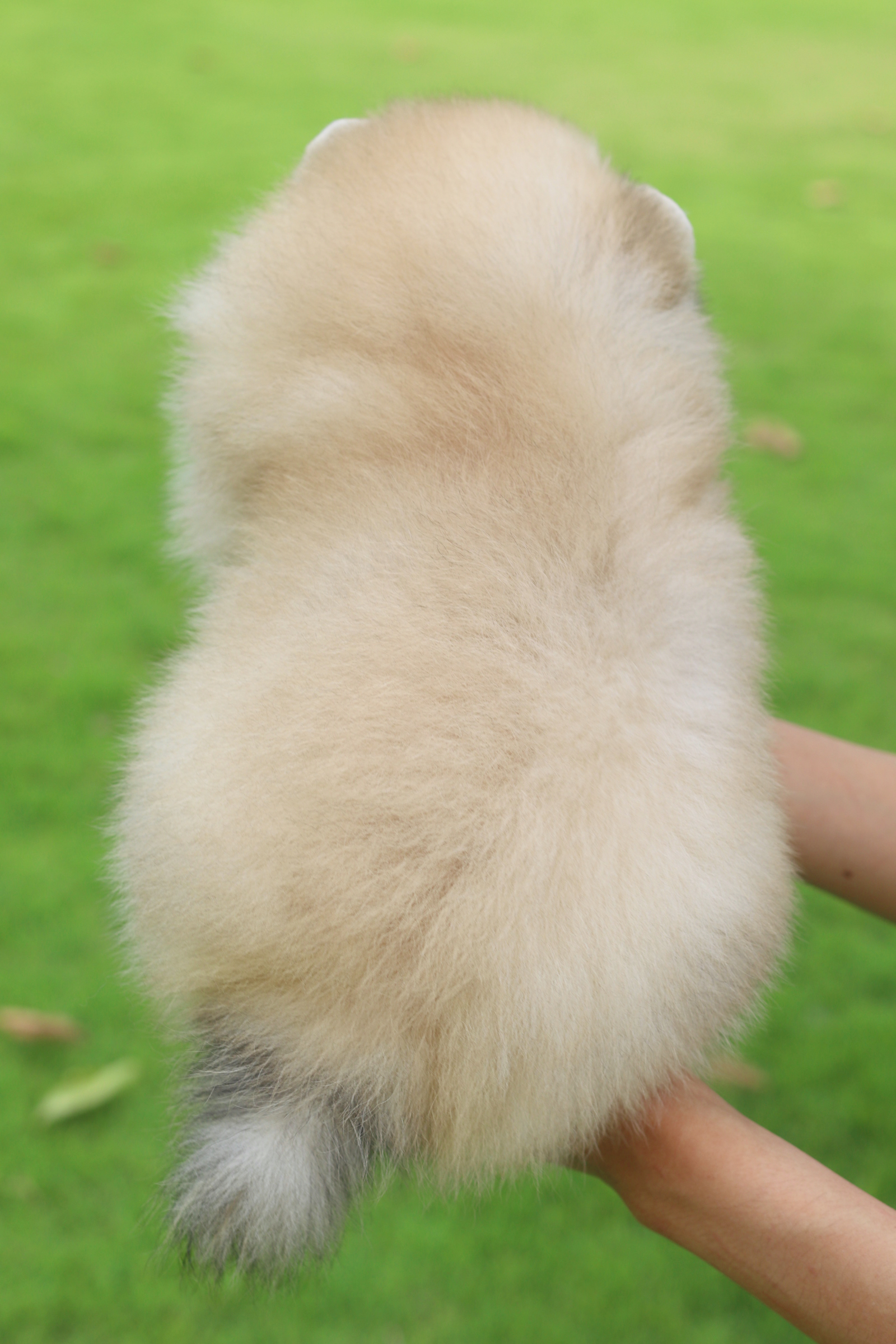 ปอมเมอเรเนียน เพศผู้สีส้ม