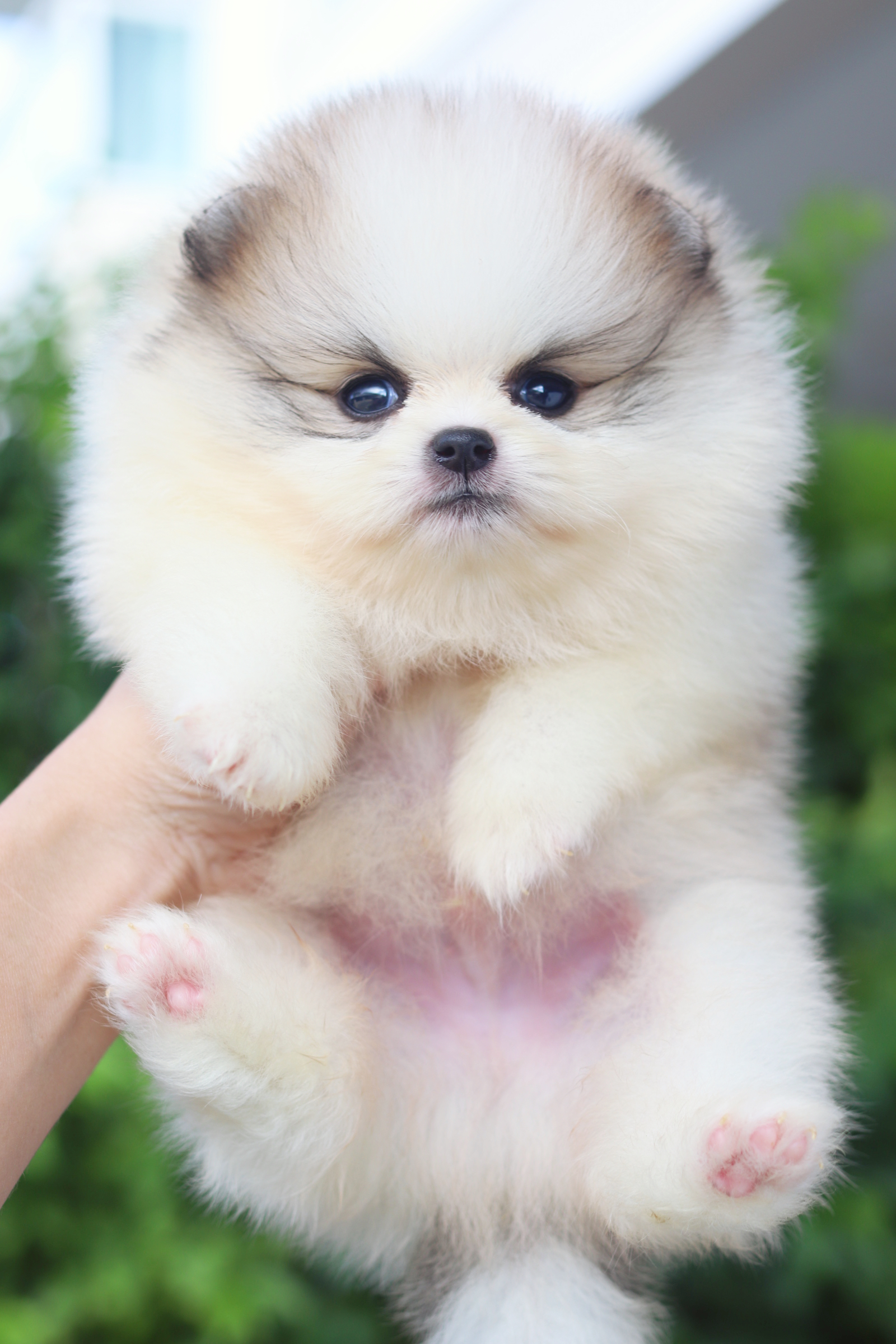 ปอมเมอเรเนียน เพศผู้สีแฟนซี