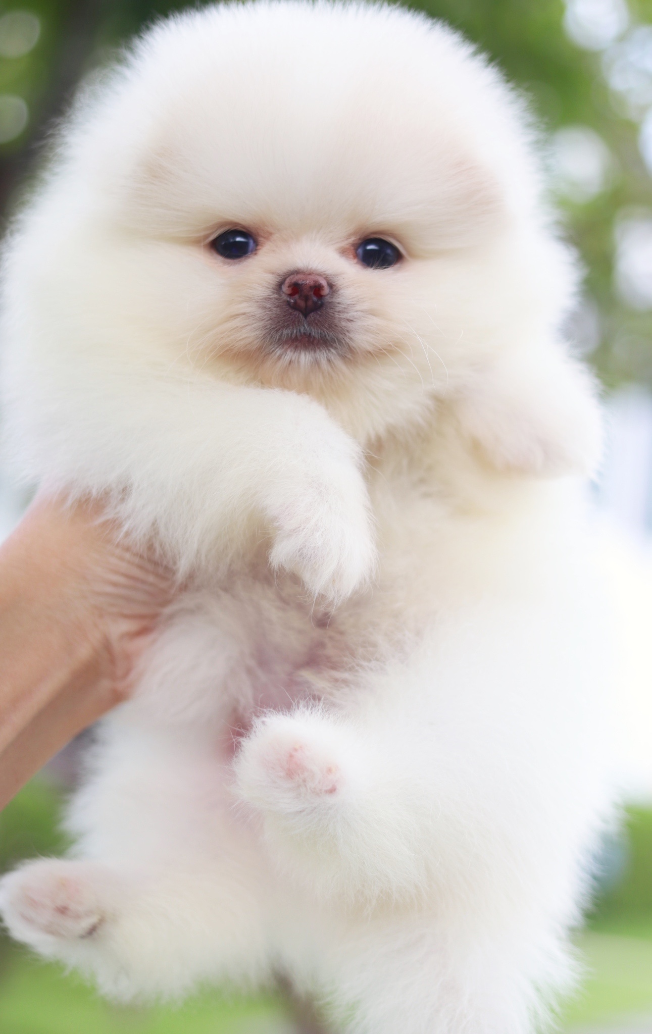 ปอมเมอเรเนียน เพศผู้สีขาวครีม เกรดโชว์