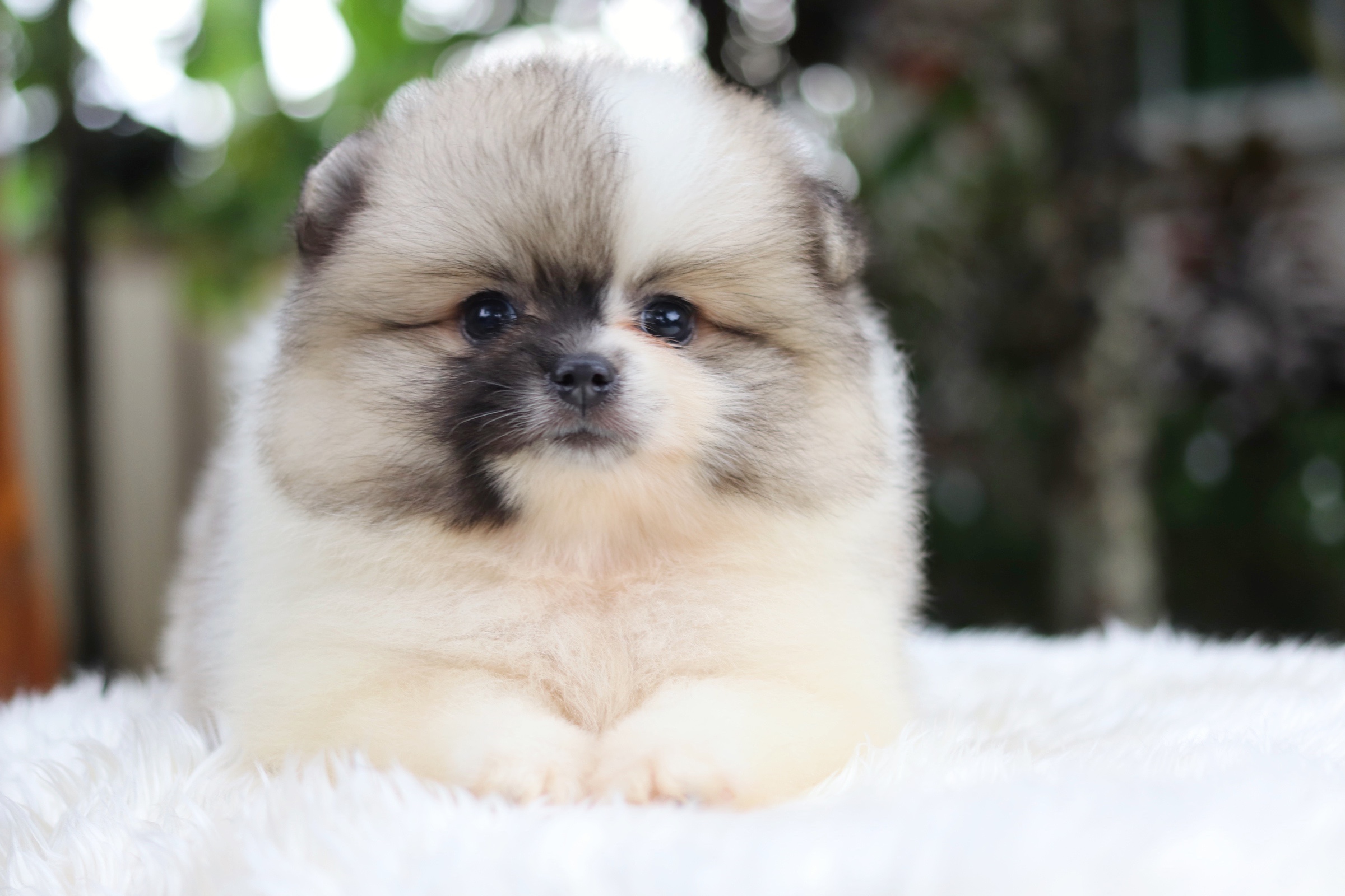 ปอมเมอเรเนียน เพศผู้ แฟนซี