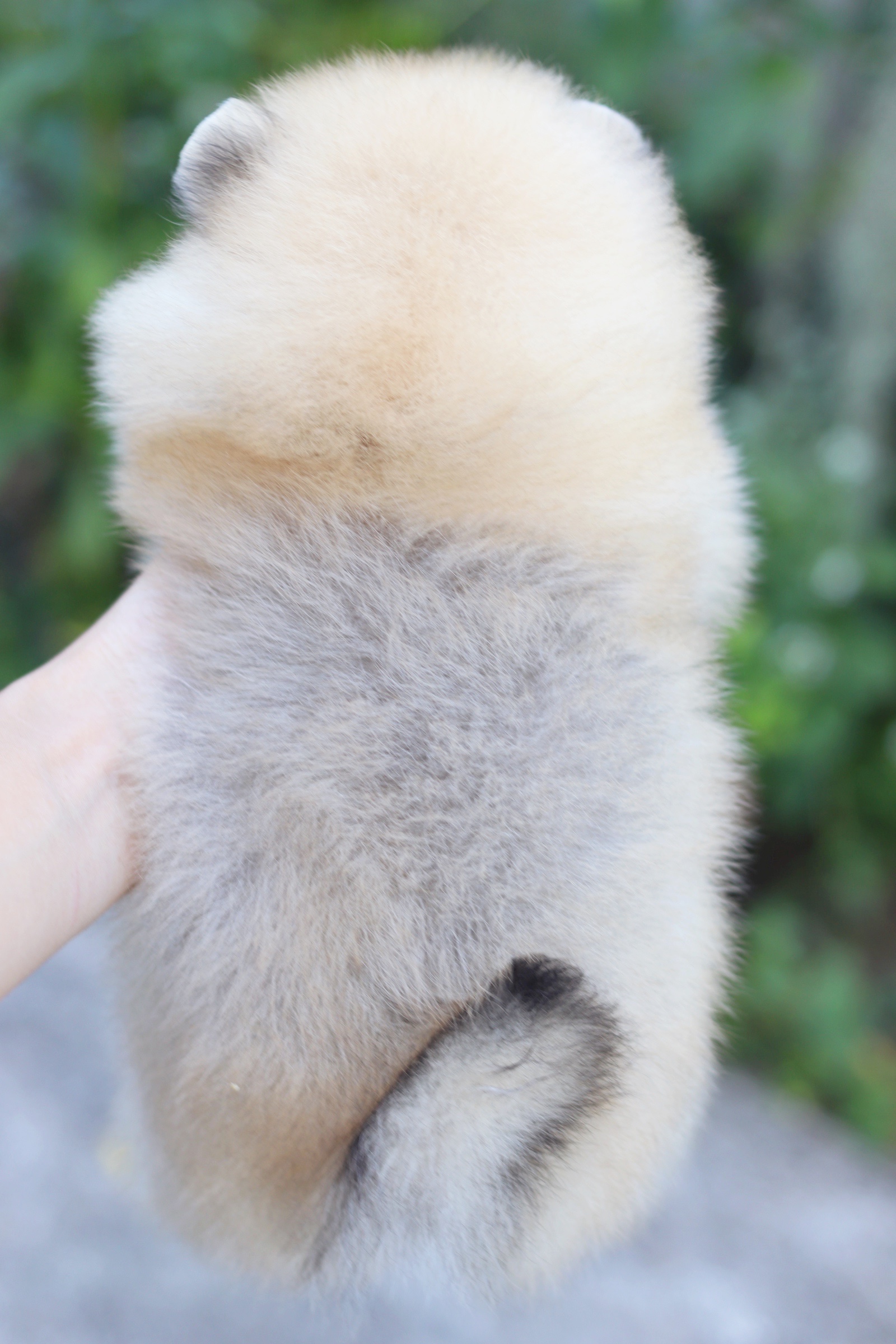 ปอมเมอเรเนียน เพศเมียสีส้ม