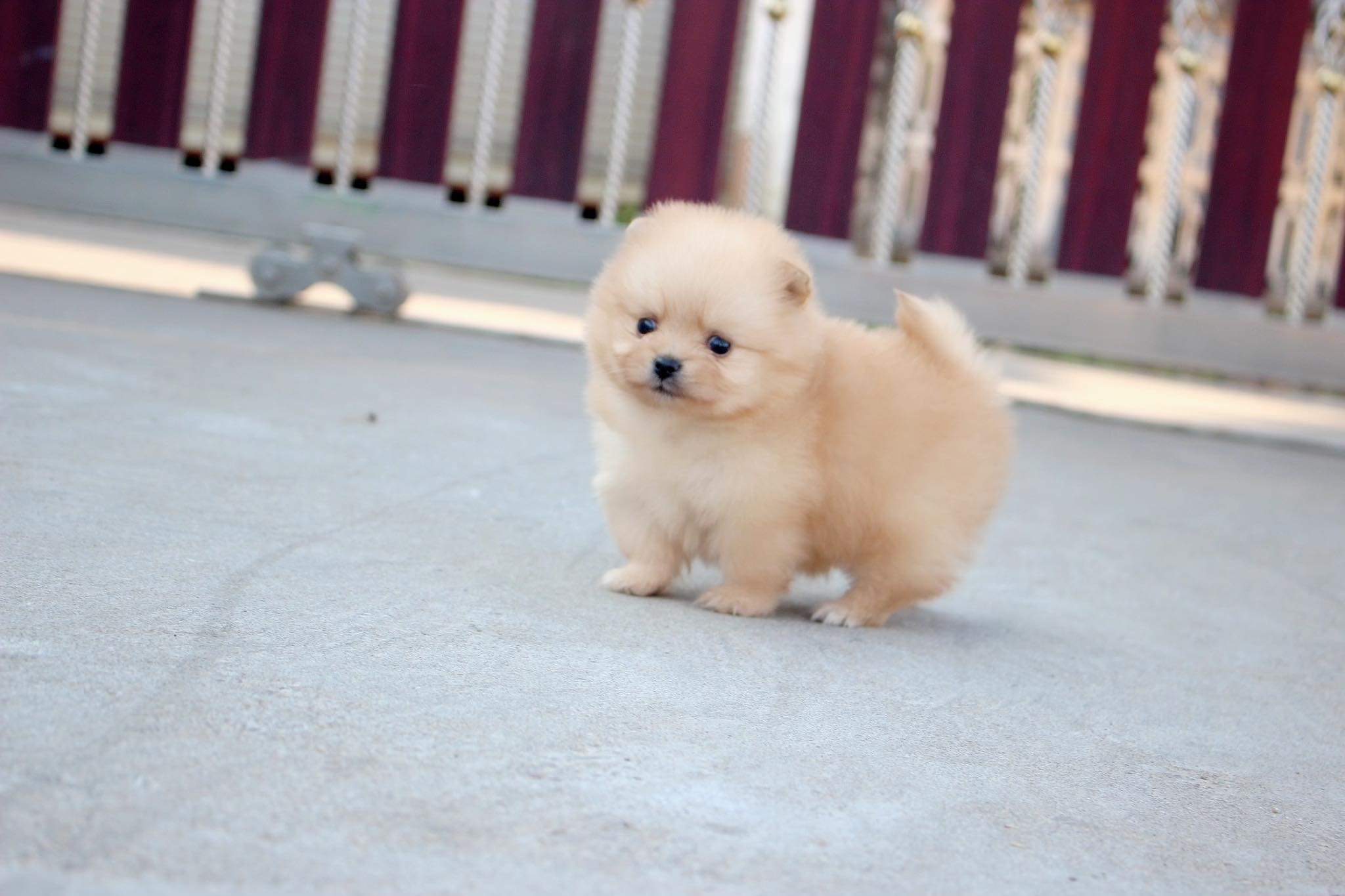 ปอมเมอเรเนียน เพศเมีย สีครีม