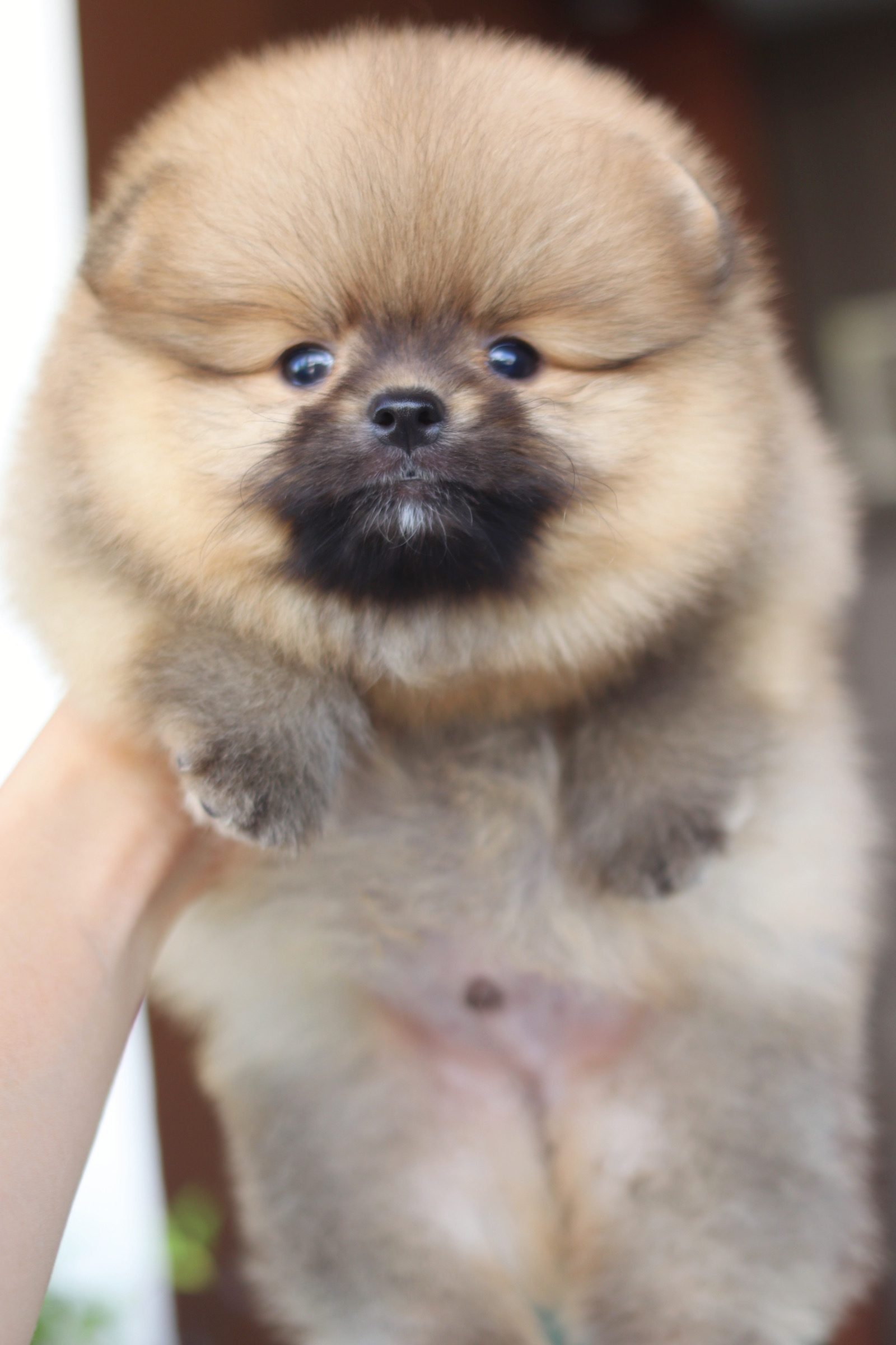 ปอมเมอเรเนียน เพศผู้ สีส้ม