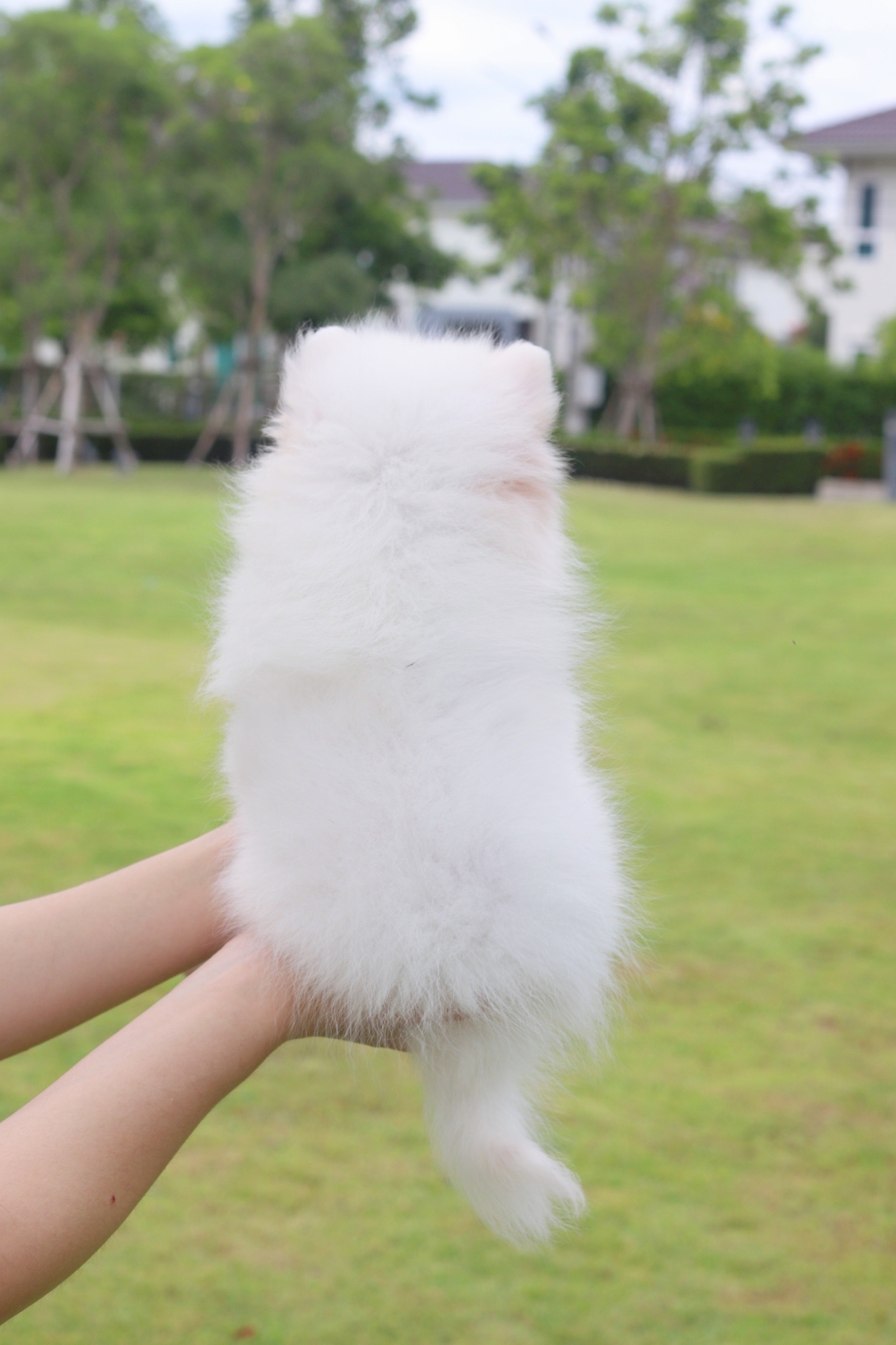 ปอมเมอเรเนียน เพศเมียสีขาวครีม