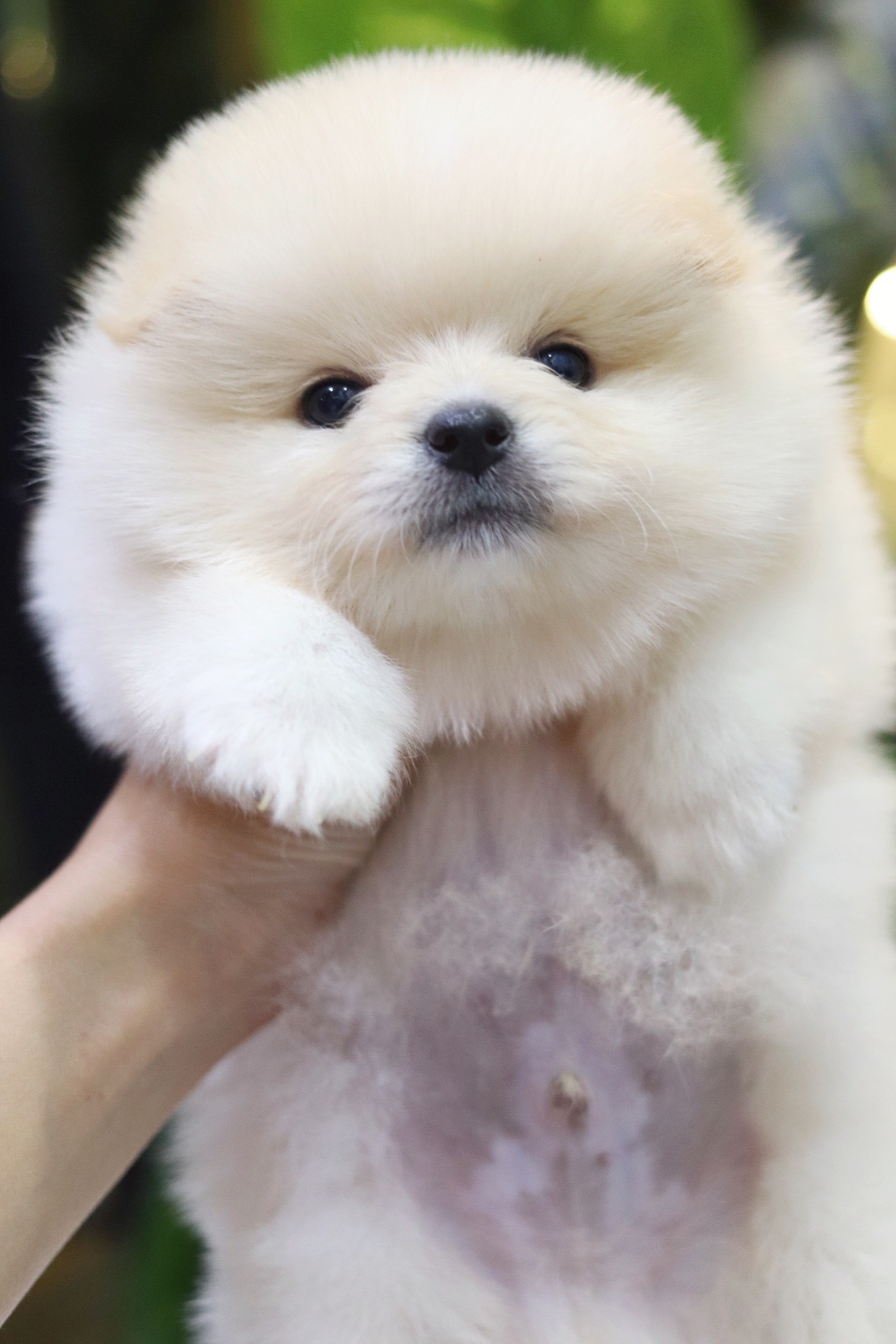 ปอมเมอเรเนียน เพศผู้ สีขาวครีม