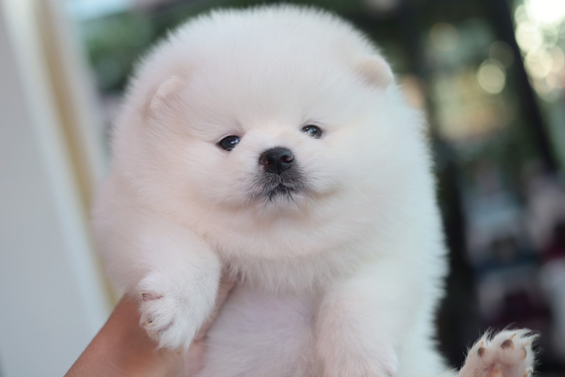 ปอมเมอเรเนียน เพศผู้ขาว