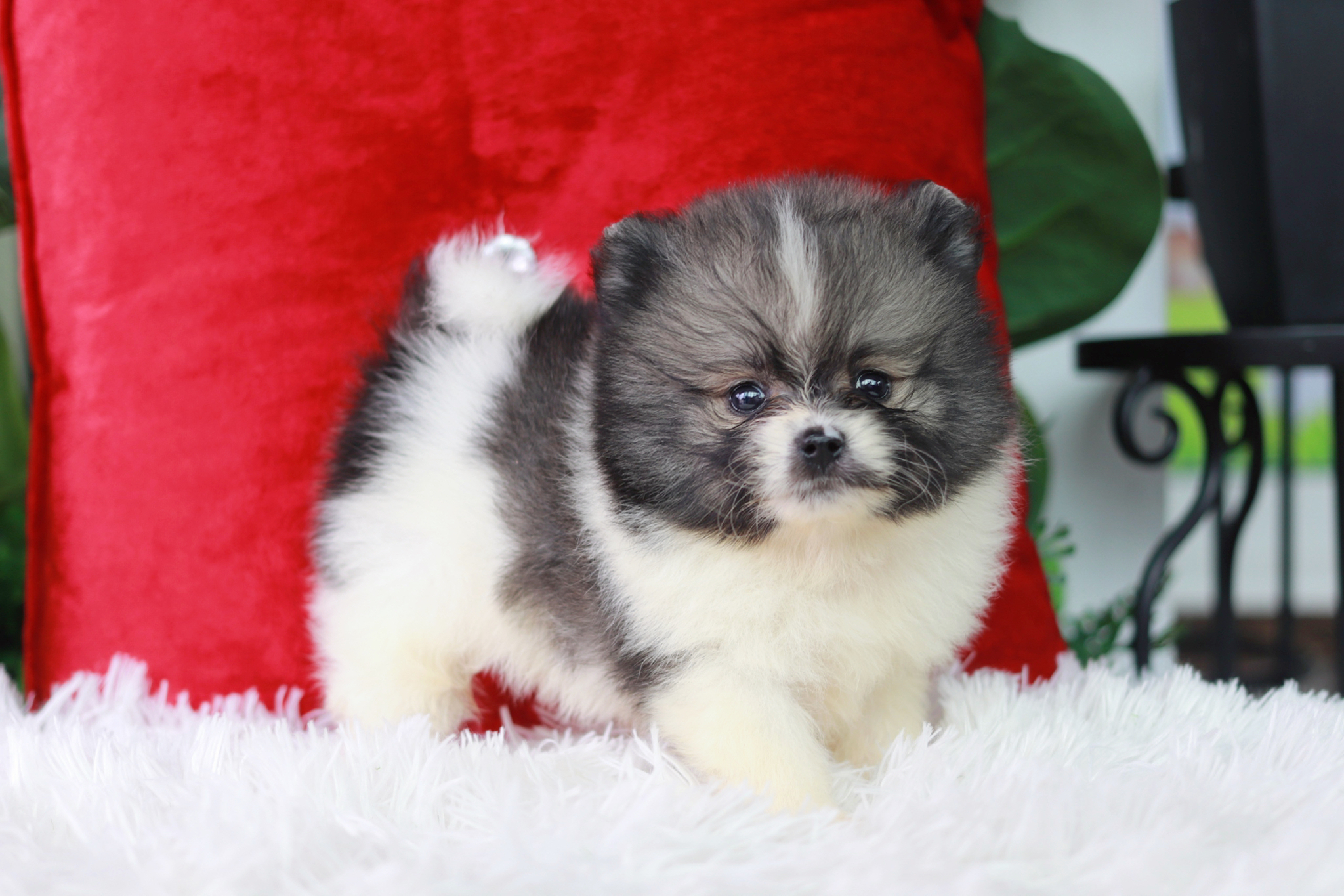 ปอมเมอเรเนียน เพศผู้ สีแฟนซีไซส์เล็ก