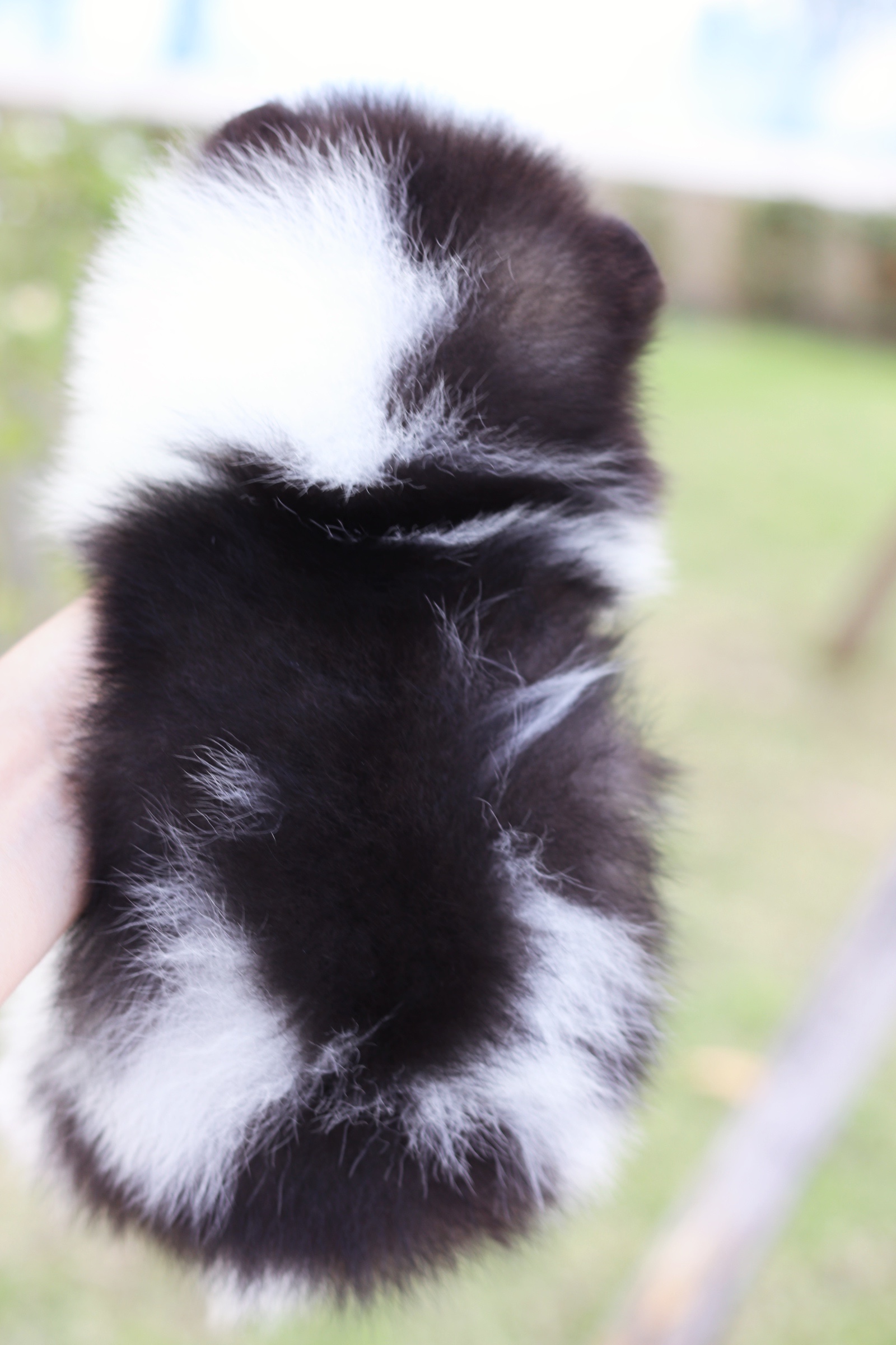 ปอมเมอเรเนียน เพศเมียแฟนซี