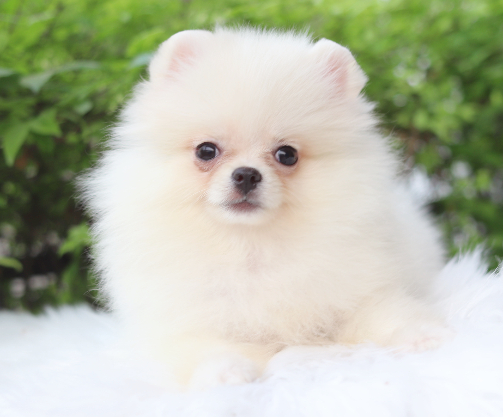 ปอมเมอเรเนียน เพศผู้สีขาวครีม