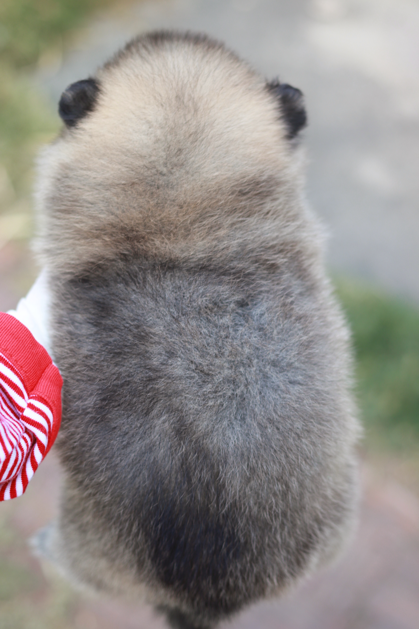 ปอมเมอเรเนียน เพศผู้