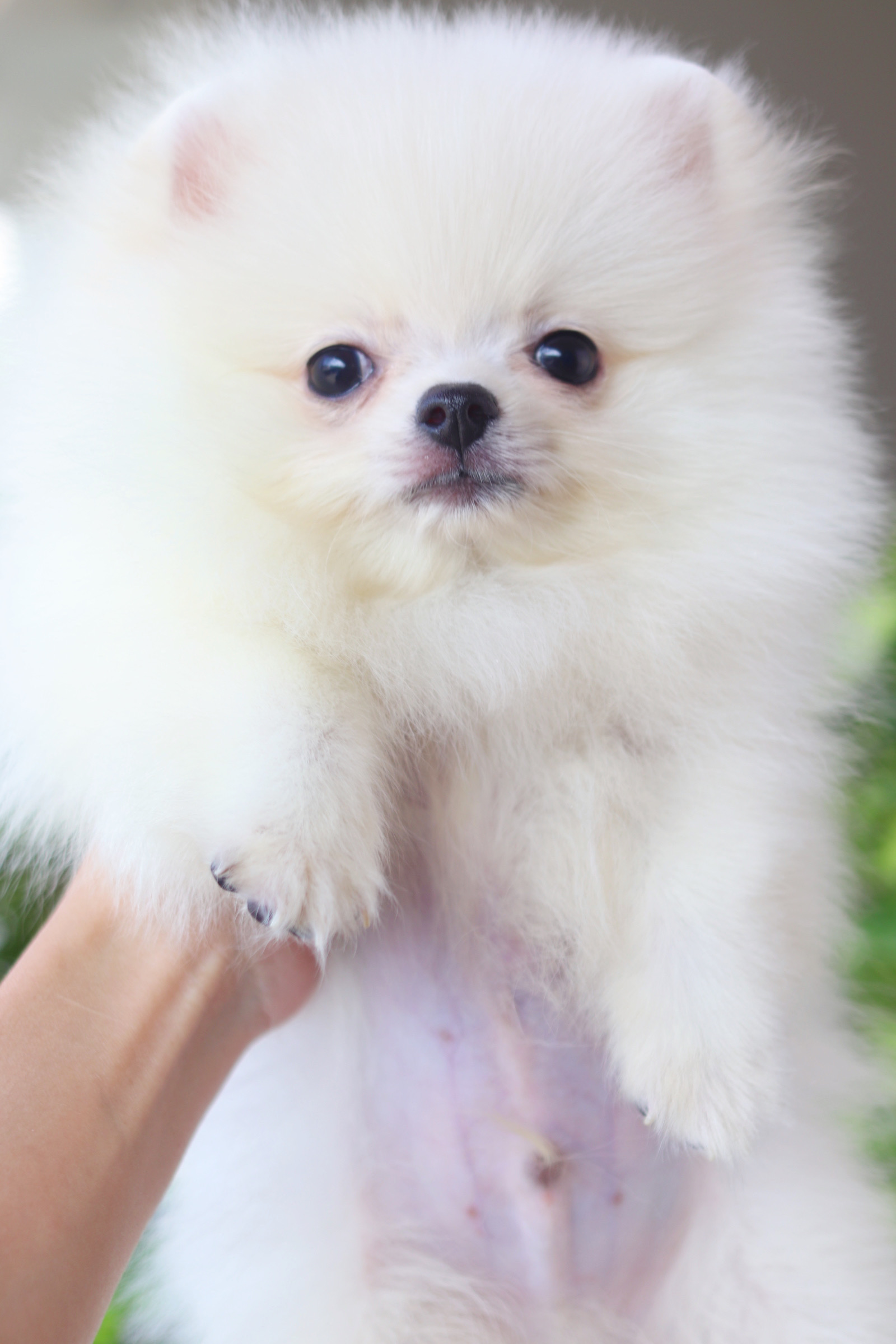 ปอมเมอเรเนียน เพศผู้ สีขาวครีม