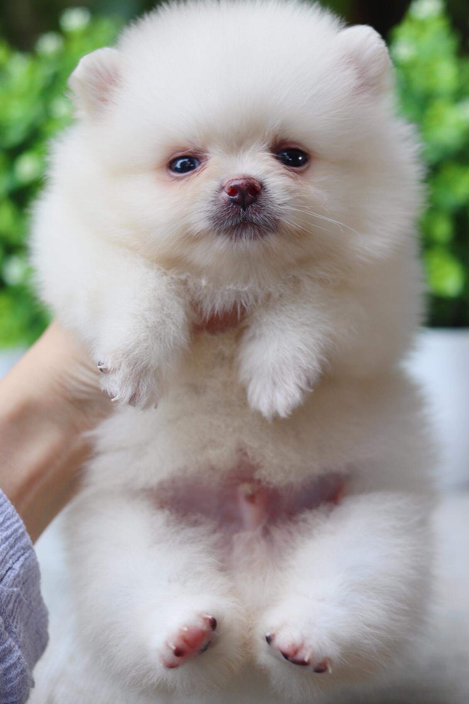 ปอมเมอเรเนียน เพศผู้