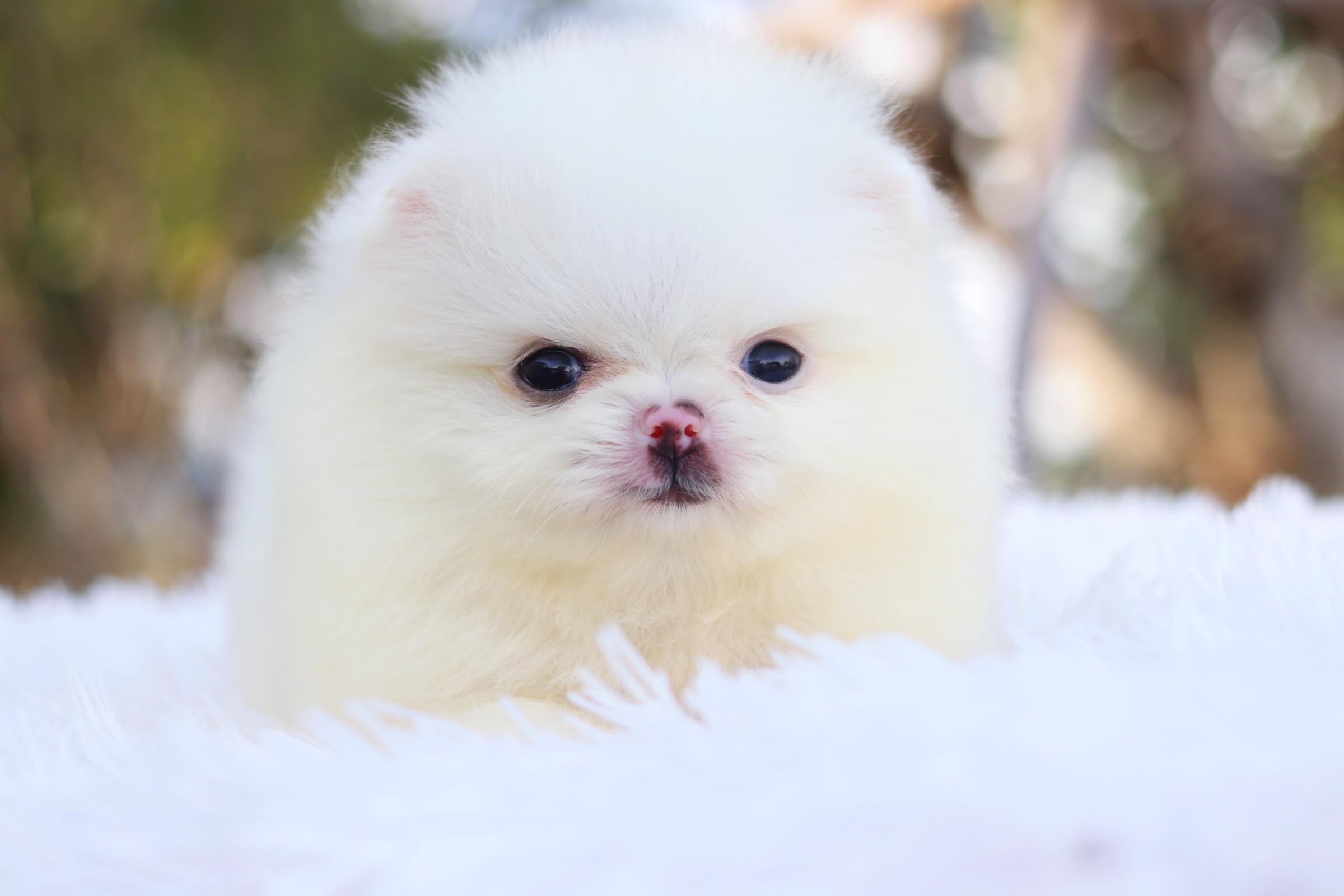 ปอมเมอเรเนียน เพศผู้ สีขาวครีม ไซส์เล็ก