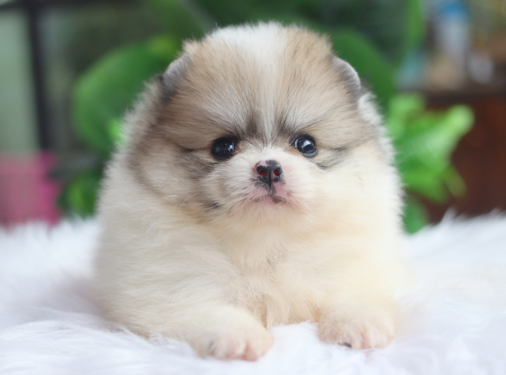 ปอมเมอเรเนียน เพศเมียสีแฟนซี