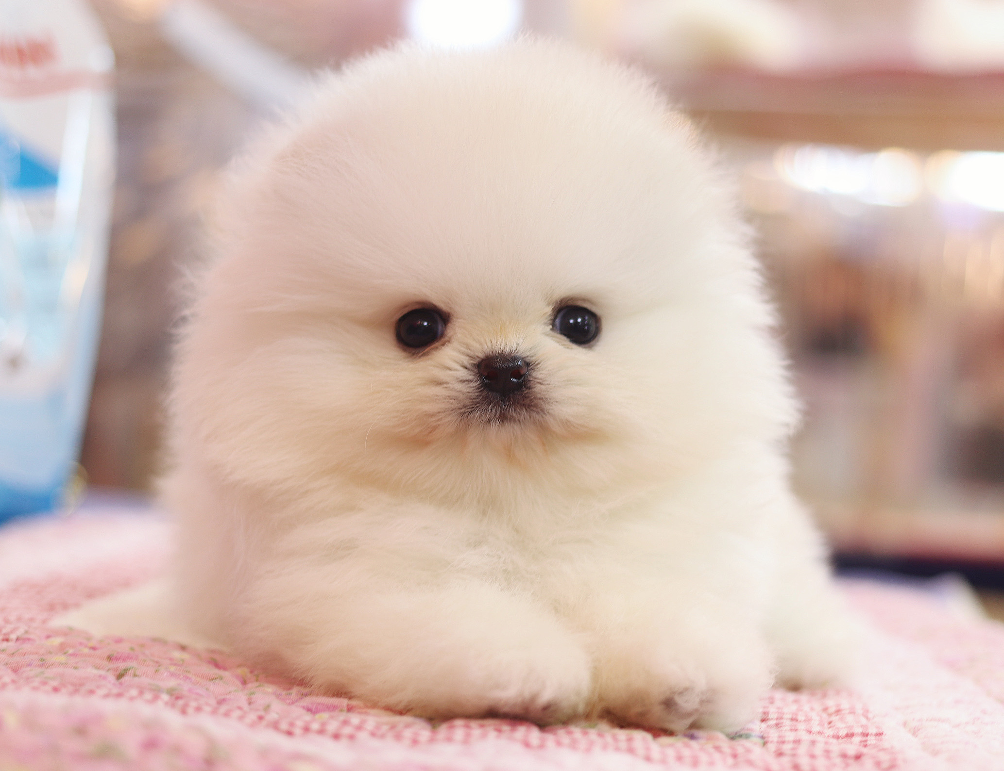 ปอมเมอเรเนียน เพศผู้สีขาวครีม เกรดโชว์