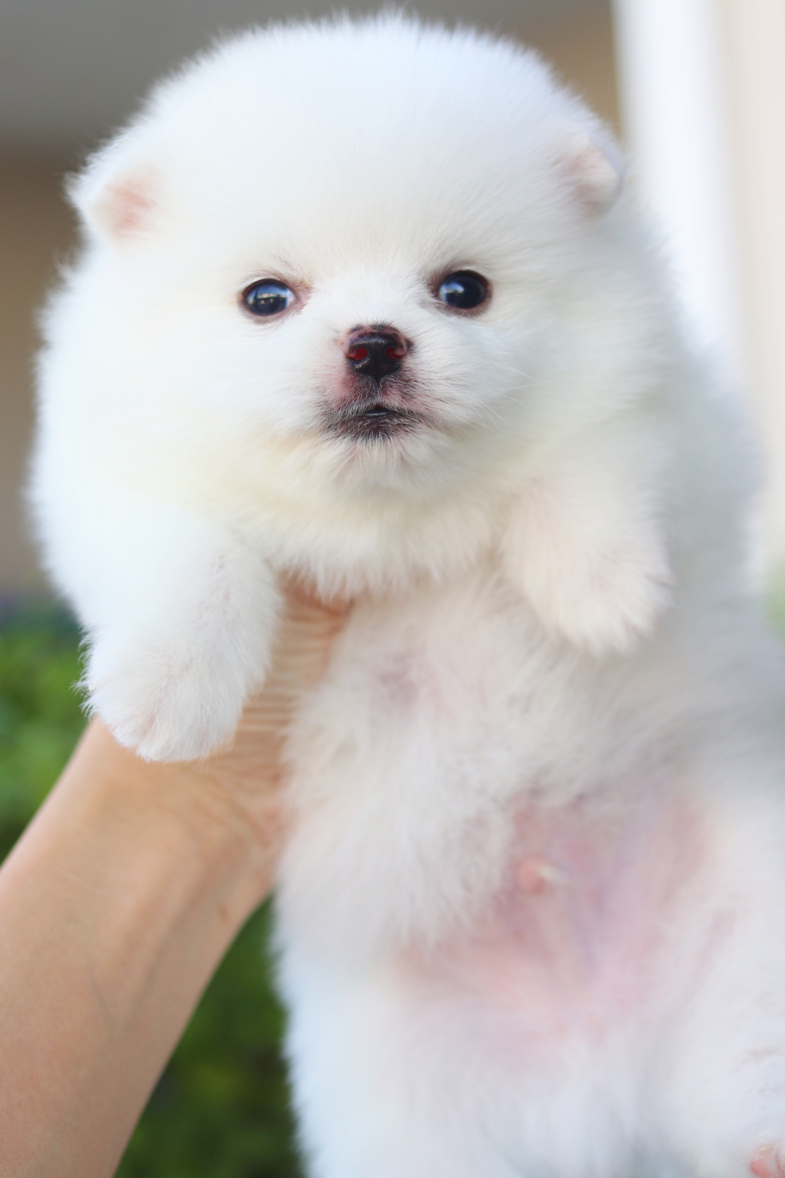 ปอมเมอเรเนียน เพศผู้สีขาวครีม