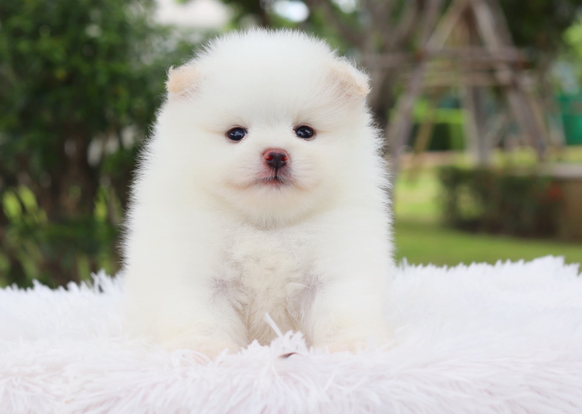 ปอมเมอเรเนียน เพศผู้ สีขาวครีม