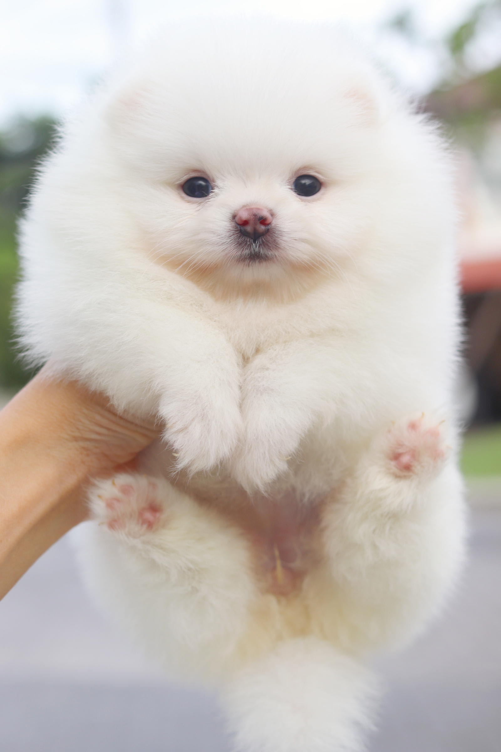 ปอมเมอเรเนียน เพศเมียสีขาวครีม